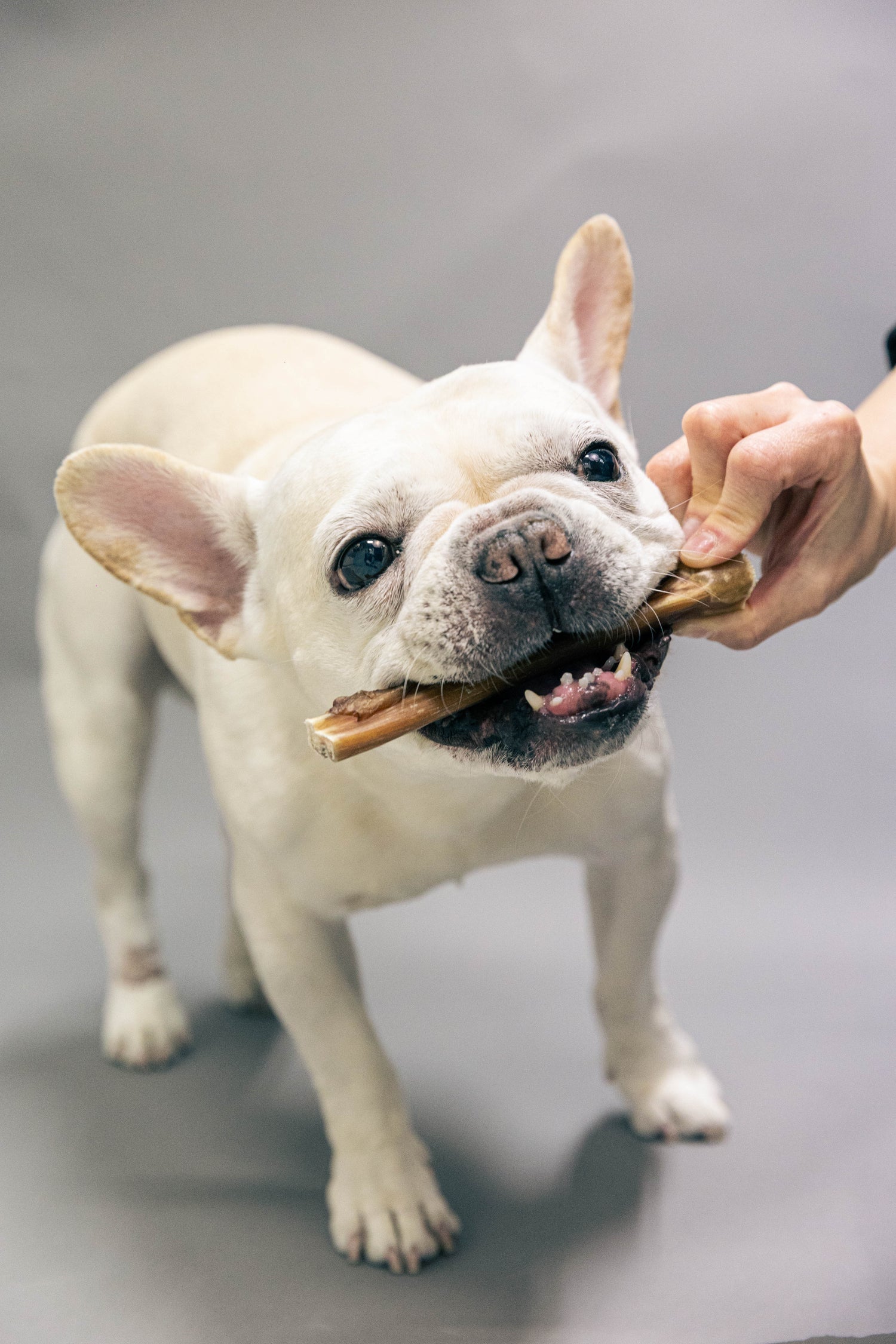 🦴 Why Feed Treats to Your Pet? From Affection to Functional Nutrition