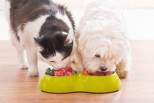 🐾 Why Choose Fresh Food? The First Step to Your Pet’s Health