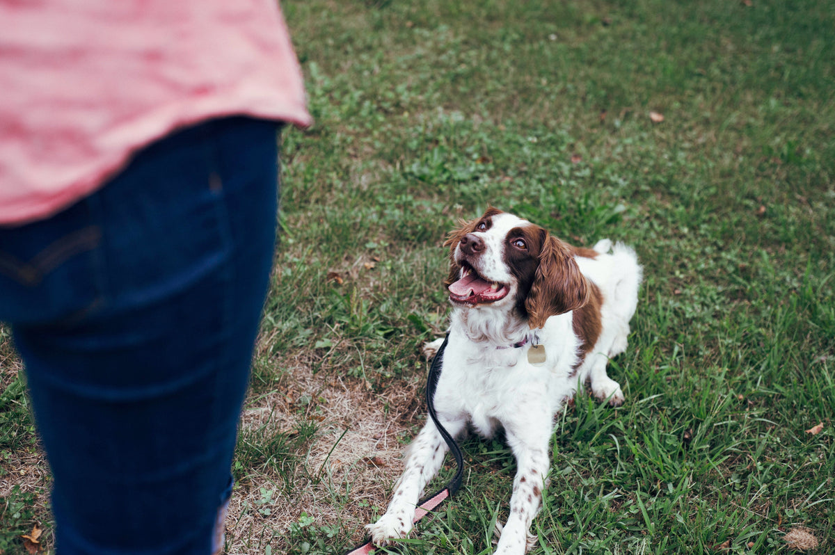 Why Is Your Dog Ignoring You? Unlock the Magic of Positive Reinforcement & Clicker Training