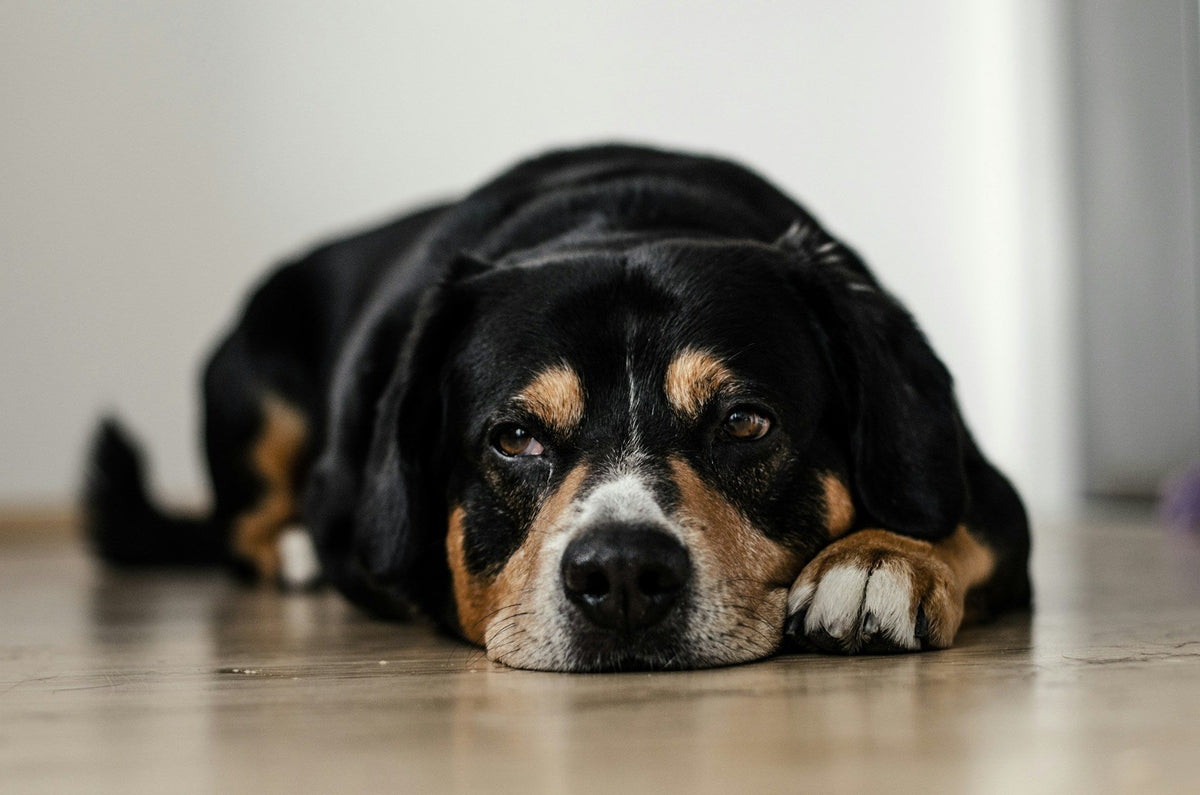 Fatal Within Hours: The Ultimate Guide to Recognizing and Preventing Dog Gastric Torsion (GDV)