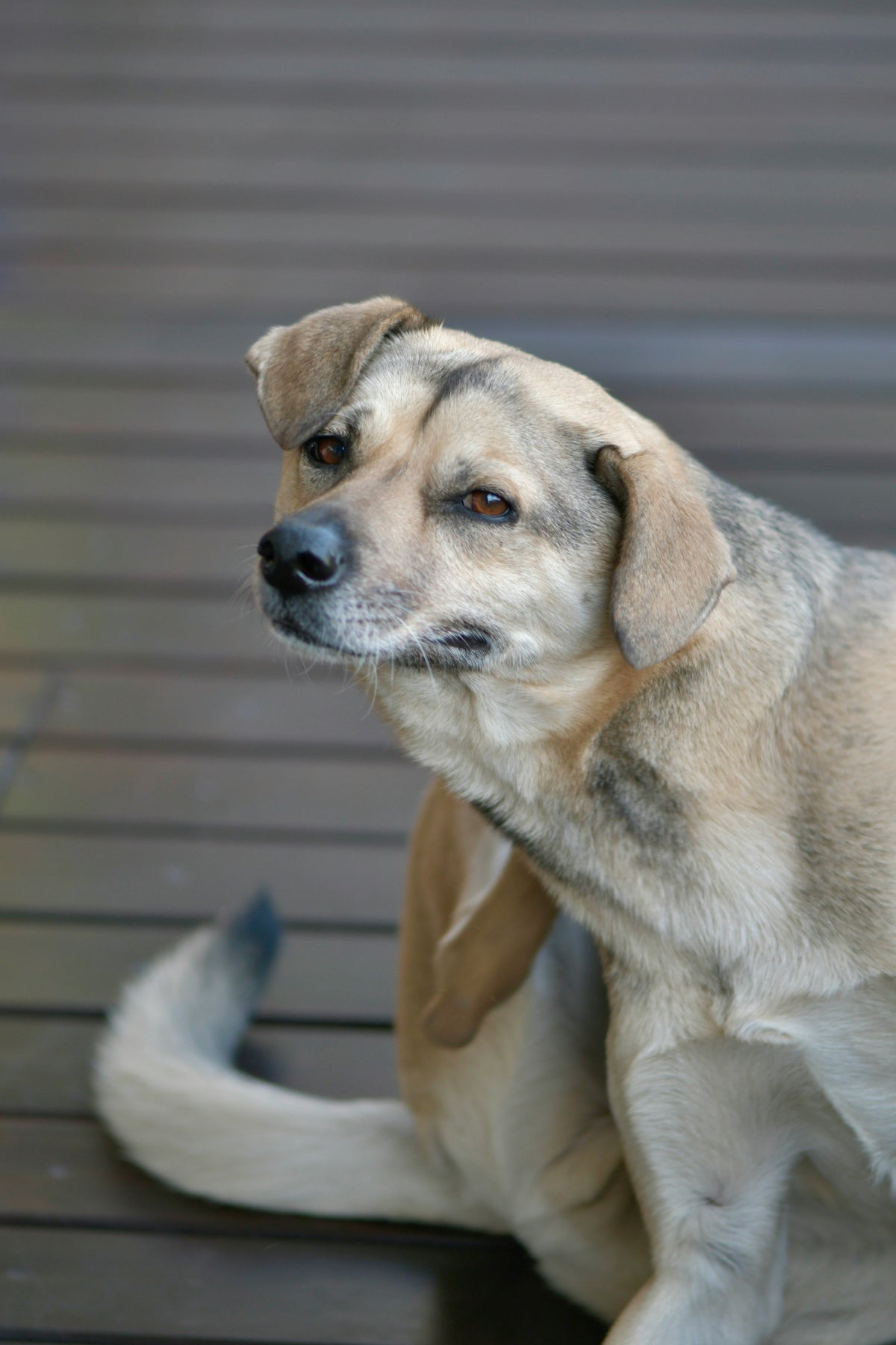 90%+ Humidity Alert: 3 Vital Tips to Prevent Pet Skin Diseases in Humid Seasons