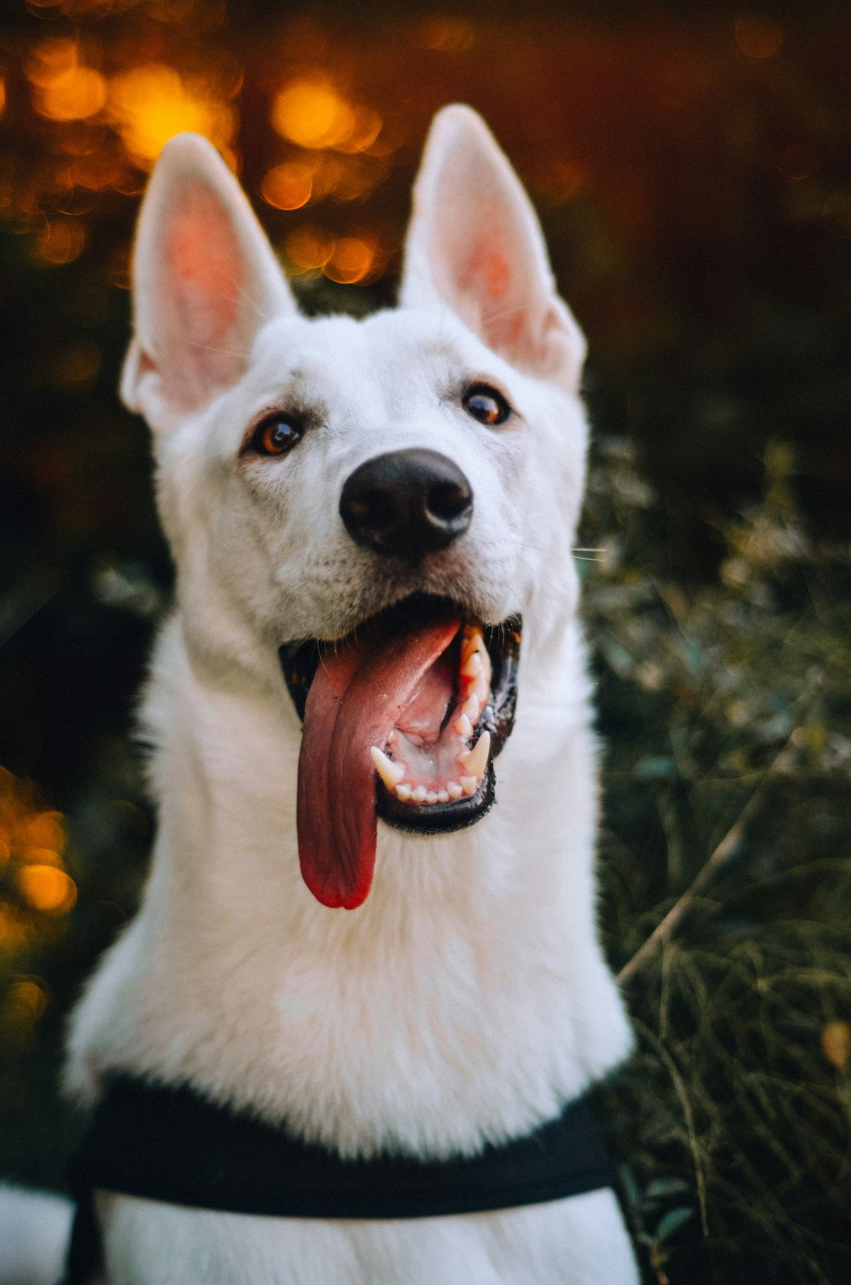 Dogs Can't Tell You They're Overheating: Spotting Heatstroke & Summer Cooling Mats