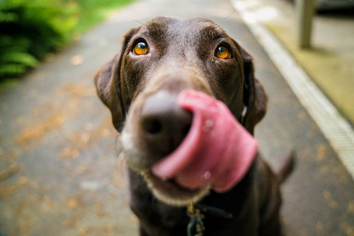 🦴 Why Feed Treats to Your Pet? From Affection to Functional Nutrition
