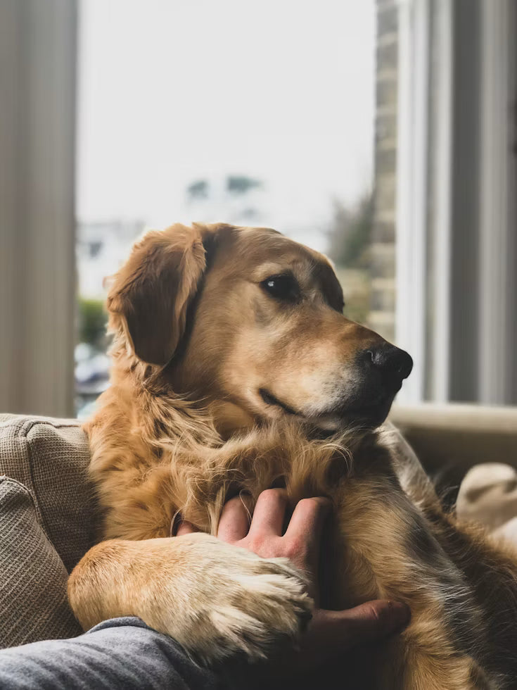 5 Minutes Feels Like 10 Years? Decoding the 3 Stages of Dog Separation Anxiety