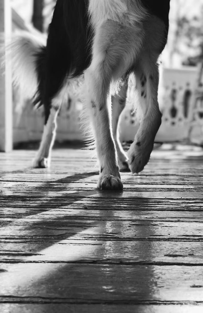 Is Your Pet an Oscar-Winning Actor Hiding Joint Pain? 3 Warning Signs of Arthritis