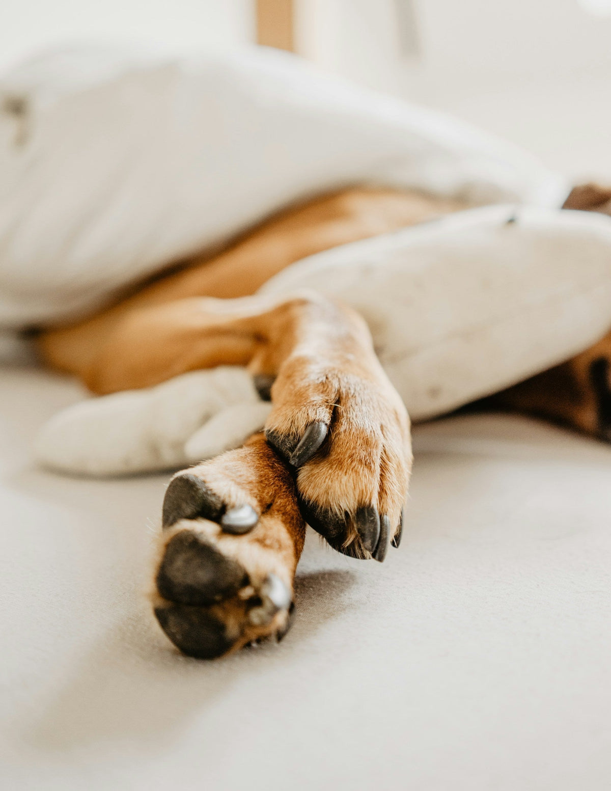 Why Dogs Lick Paws Post-Walk: HK Street Toxins & PAWOOF Paw Cleanser Guide