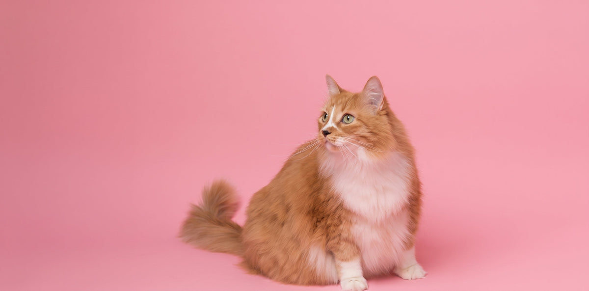 Cat Litter & Toilet