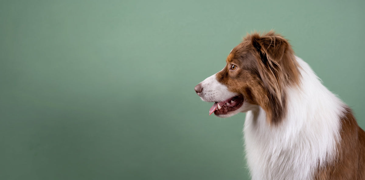 Dog Supplements