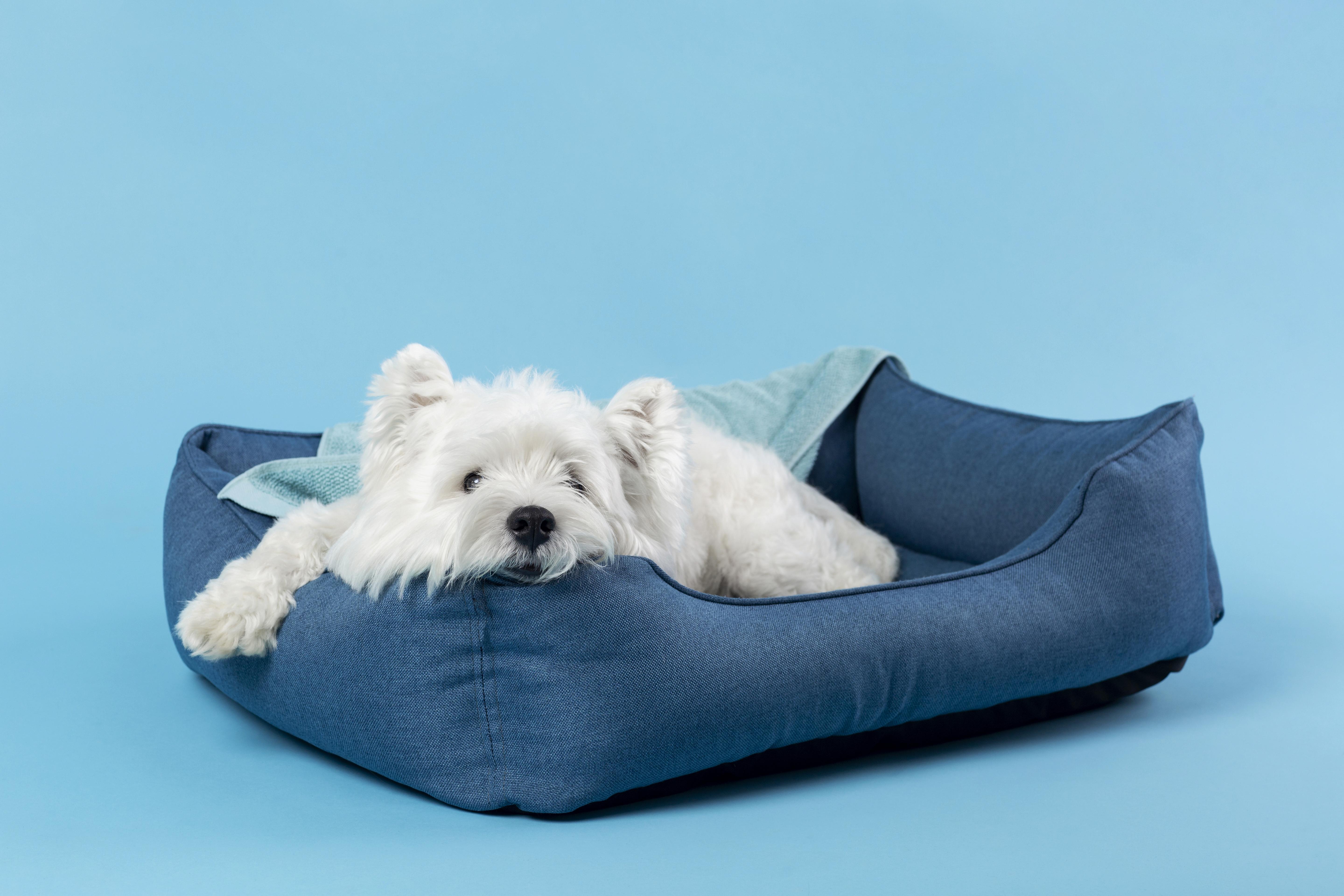 Dog Beds