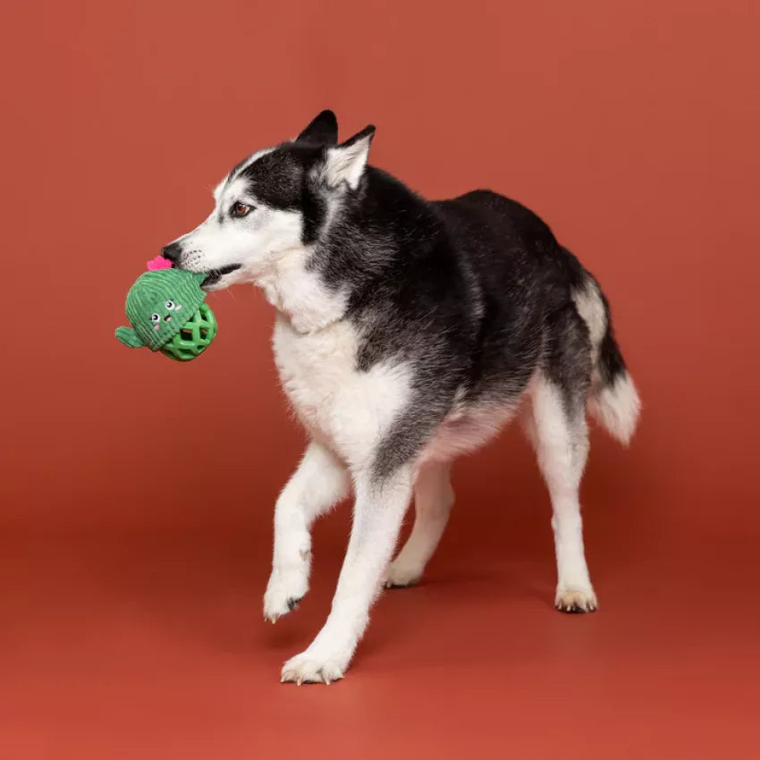 Petshop - PRICLY BUT SWEET RUBBER / PLUSH DOG TOY