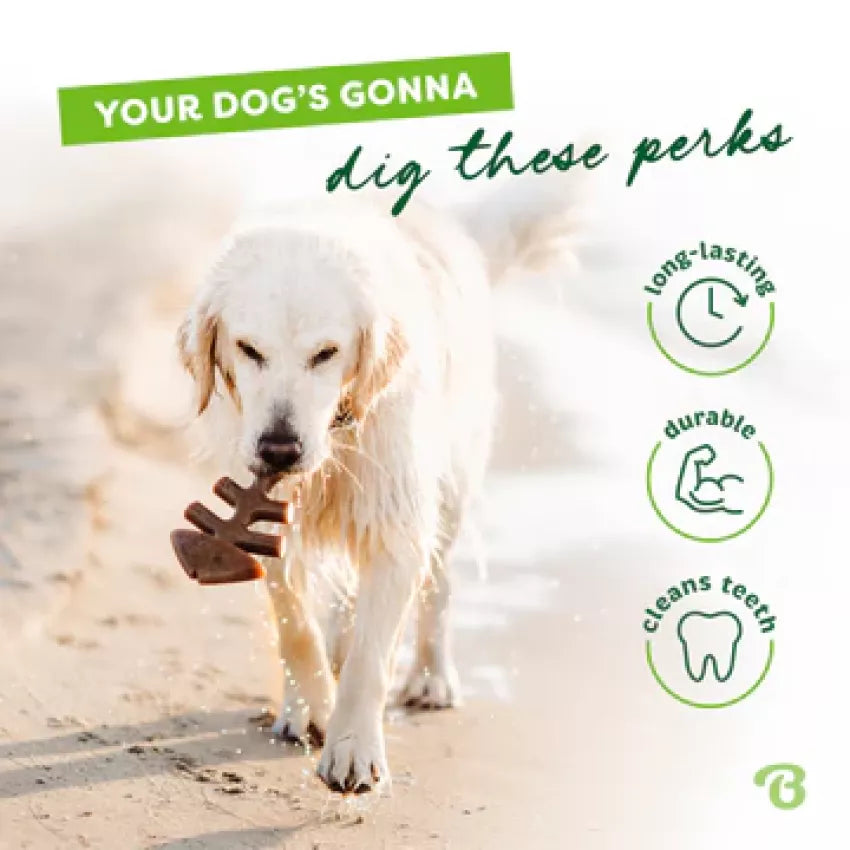Benebone - Fishbone Durable Dog Chew - Jack Salmon Flavor (Small)