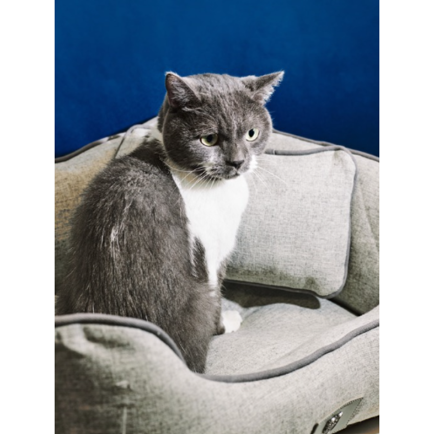 Sydney & Co - Dog Bed - Blue