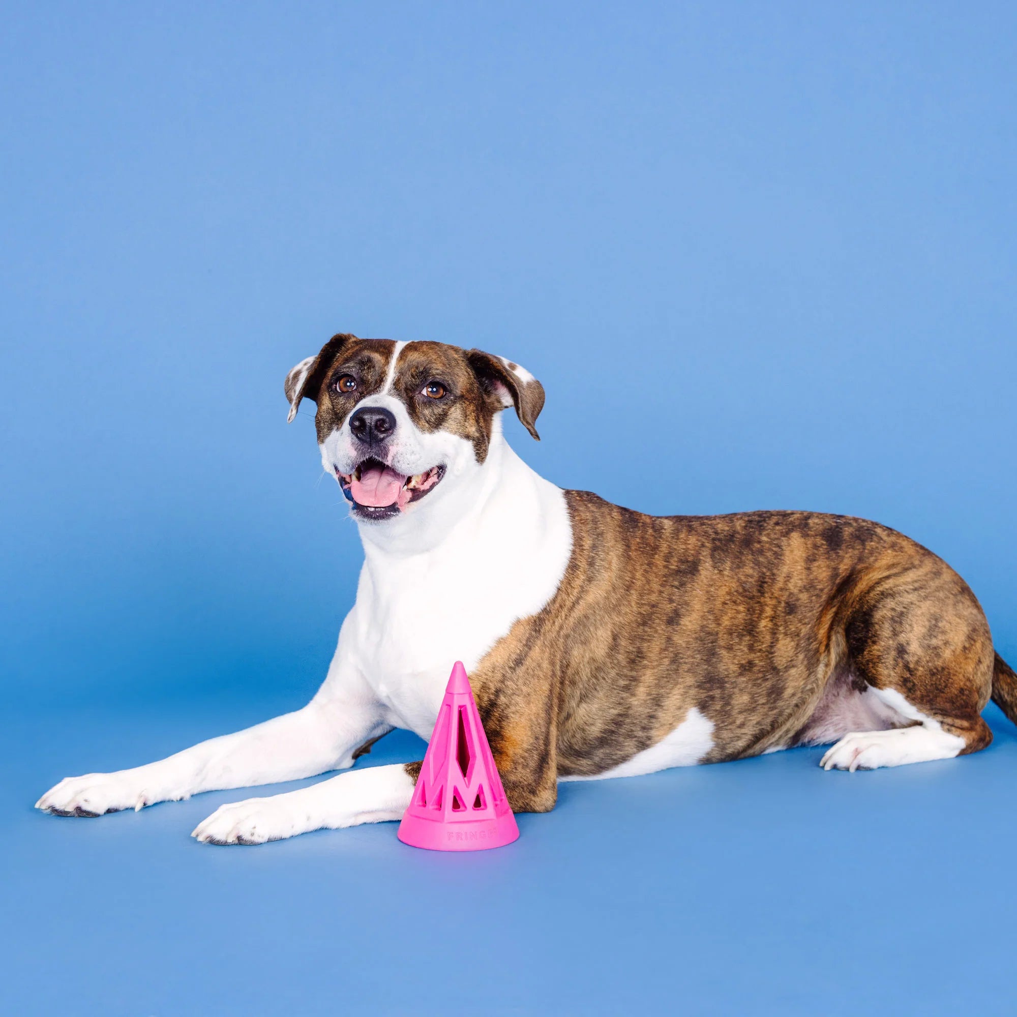 Petshop - YOU CONE DO IT! HOT PINK RUBBER DOG TOY