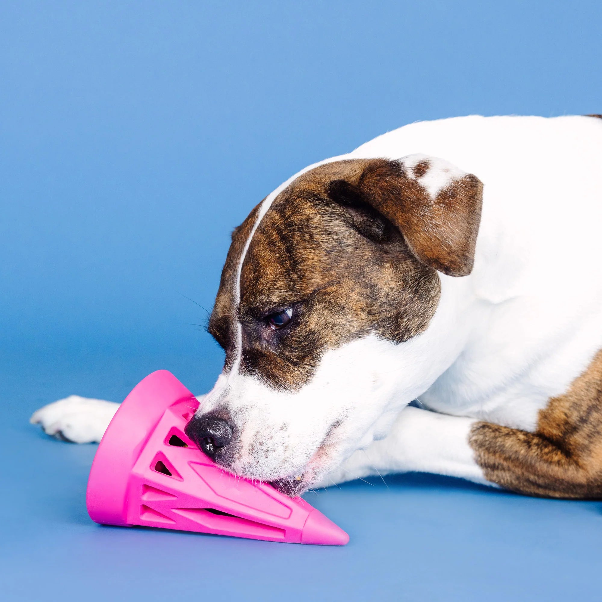 Petshop - YOU CONE DO IT! HOT PINK RUBBER DOG TOY