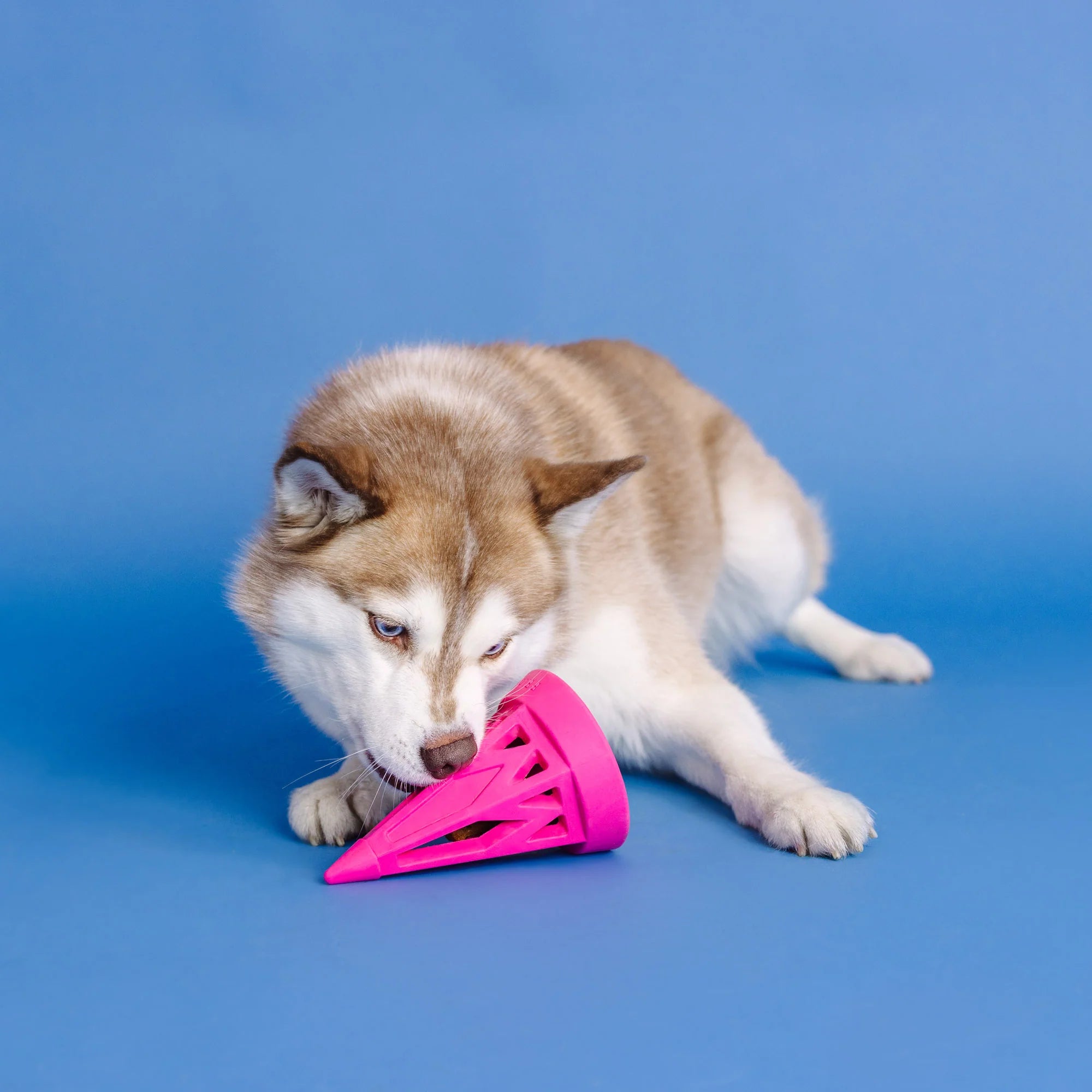 Petshop - YOU CONE DO IT! HOT PINK RUBBER DOG TOY
