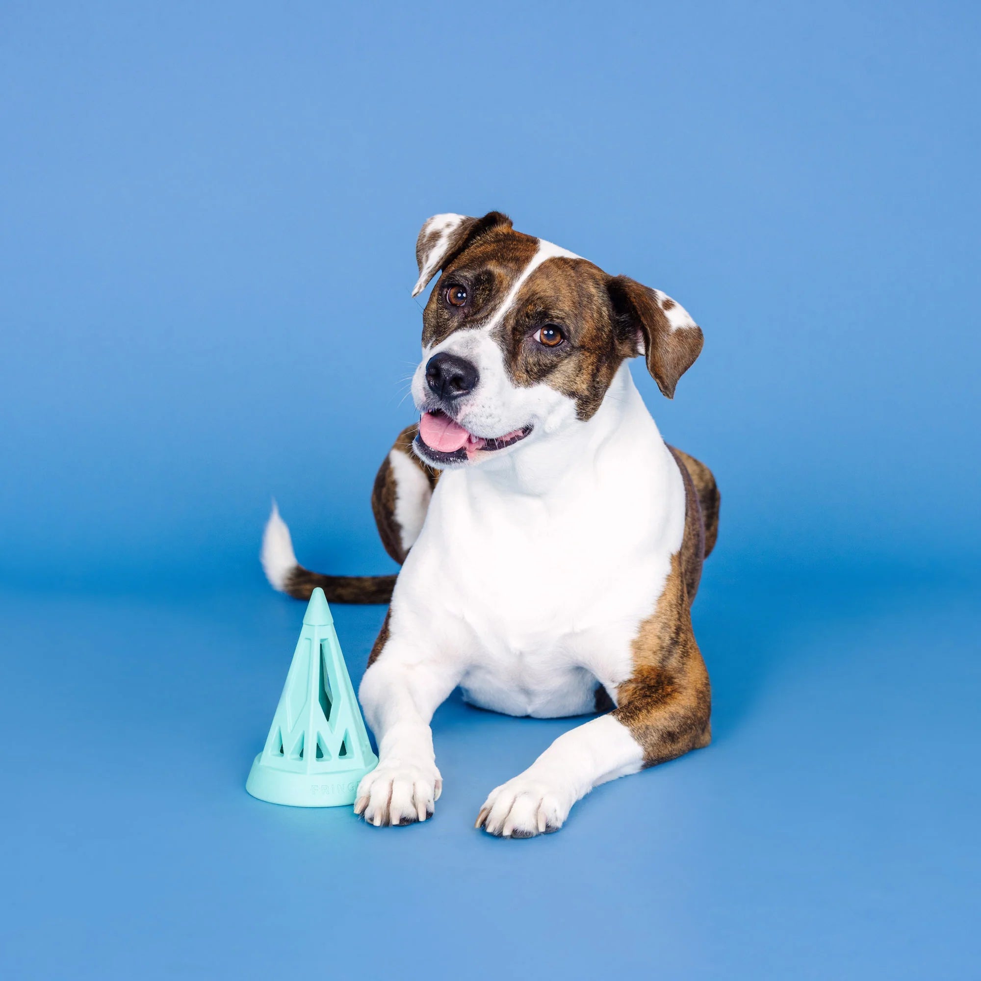 Petshop - YOU CONE DO IT! TURQUOISE RUBBER DOG TOY