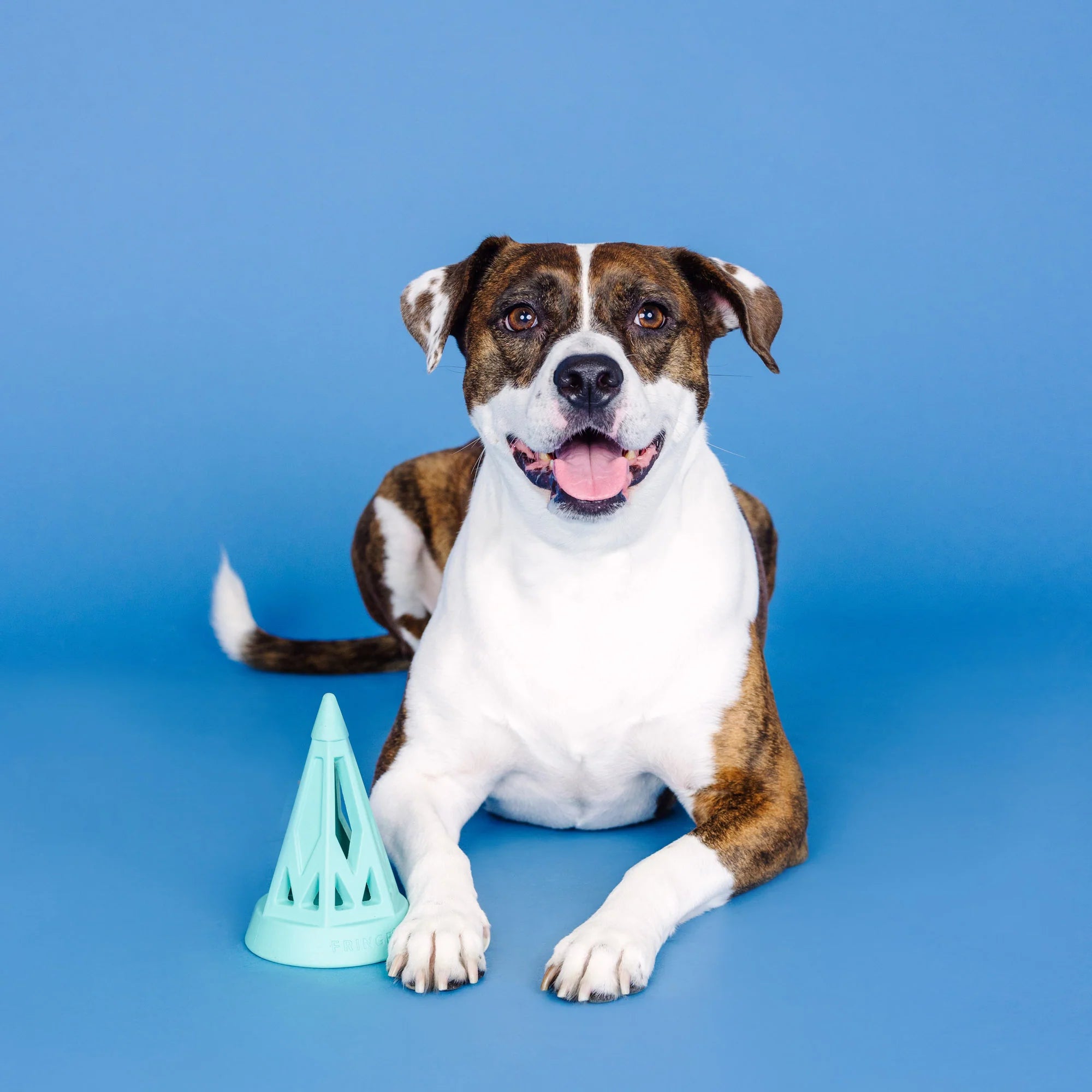 Petshop - YOU CONE DO IT! TURQUOISE RUBBER DOG TOY