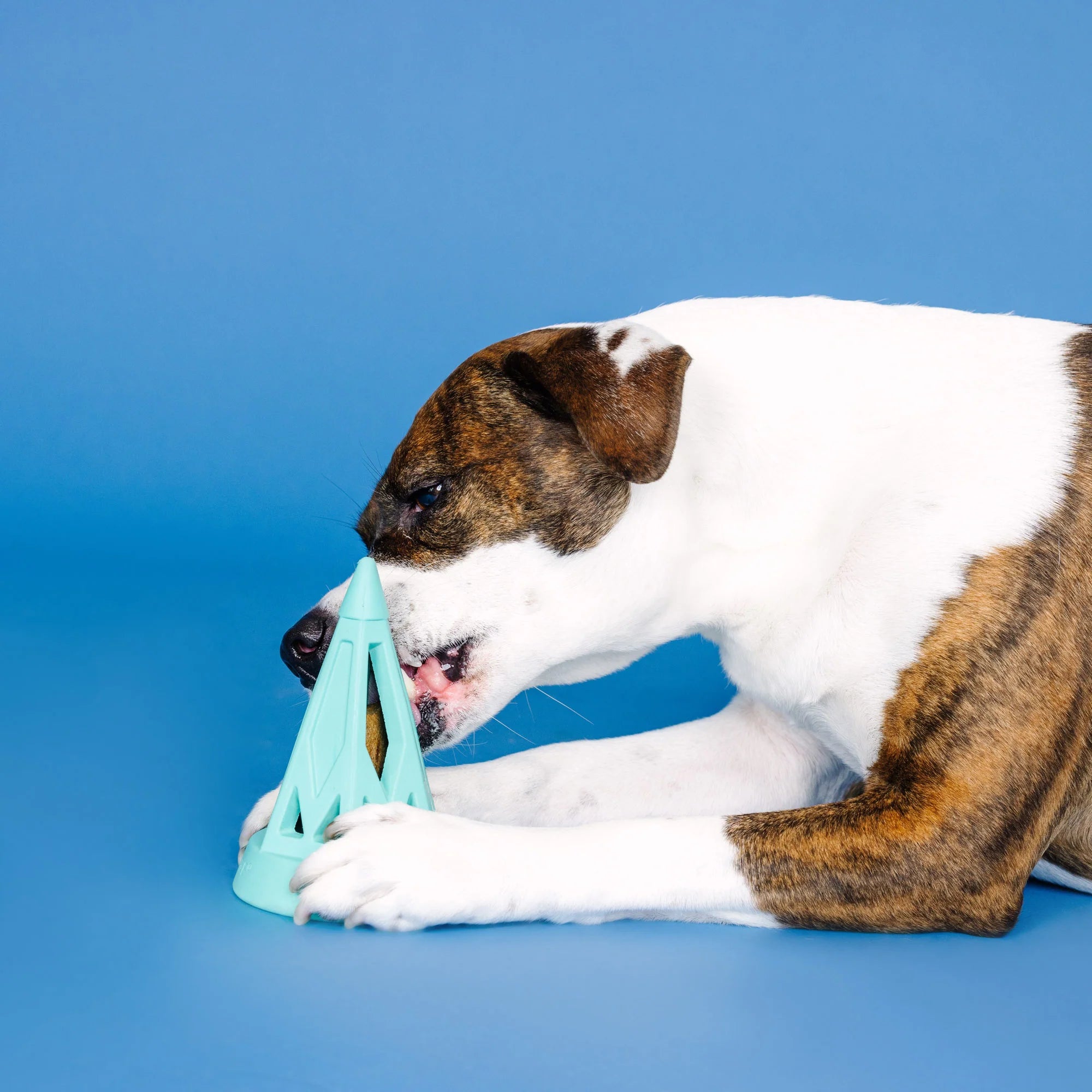 Petshop - YOU CONE DO IT! TURQUOISE RUBBER DOG TOY