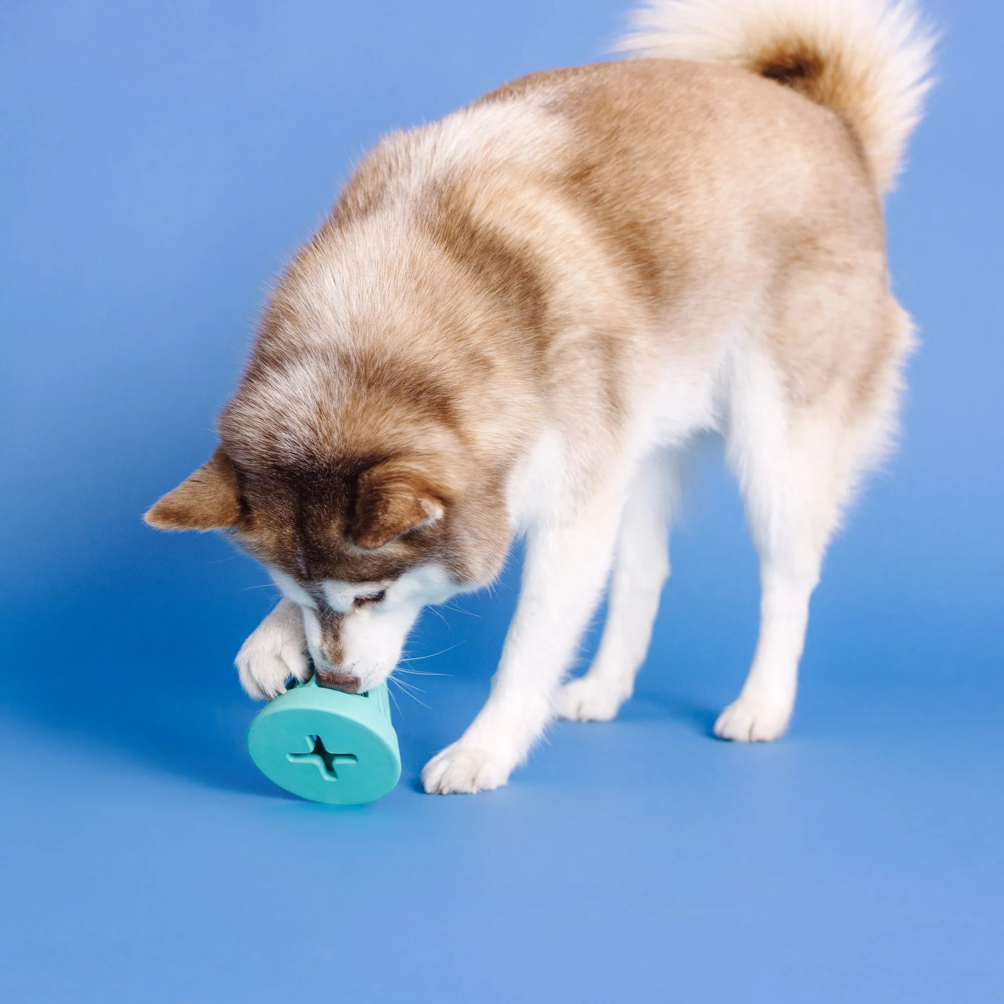 Petshop - YOU CONE DO IT! TURQUOISE RUBBER DOG TOY