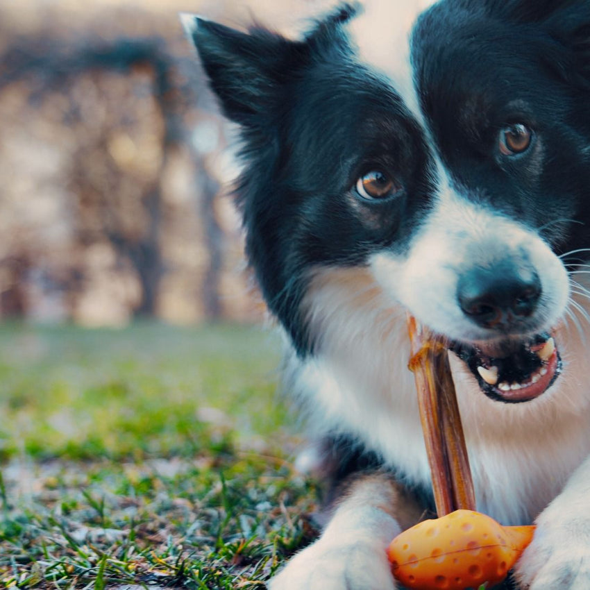 Tall Tails - Rubber Toy - G.O.A.T. Rubber Sport Bone