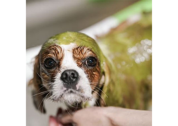 the Dog's Garden