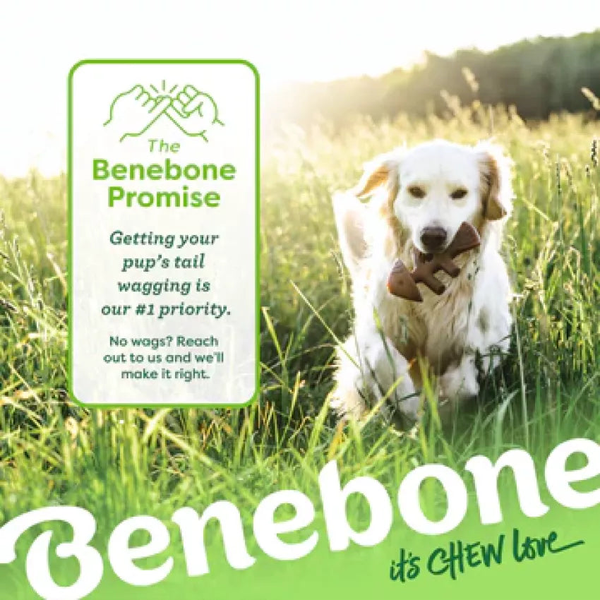 Benebone - Fishbone Durable Dog Chew - Jack Salmon Flavor (Small)