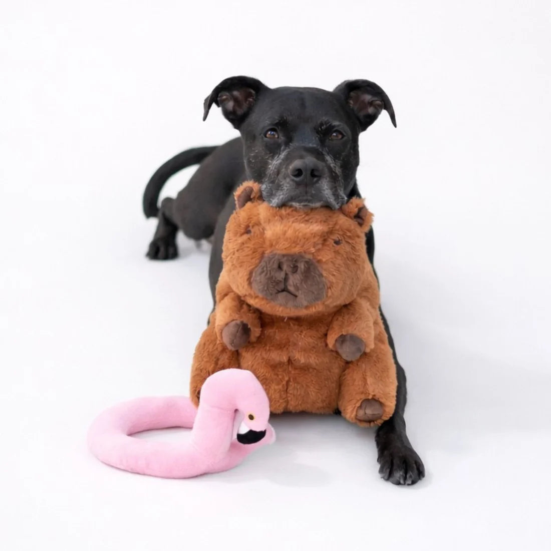 Patchwork Pet - Capybara with Flamingo Floaty Dog Toy (11 in)