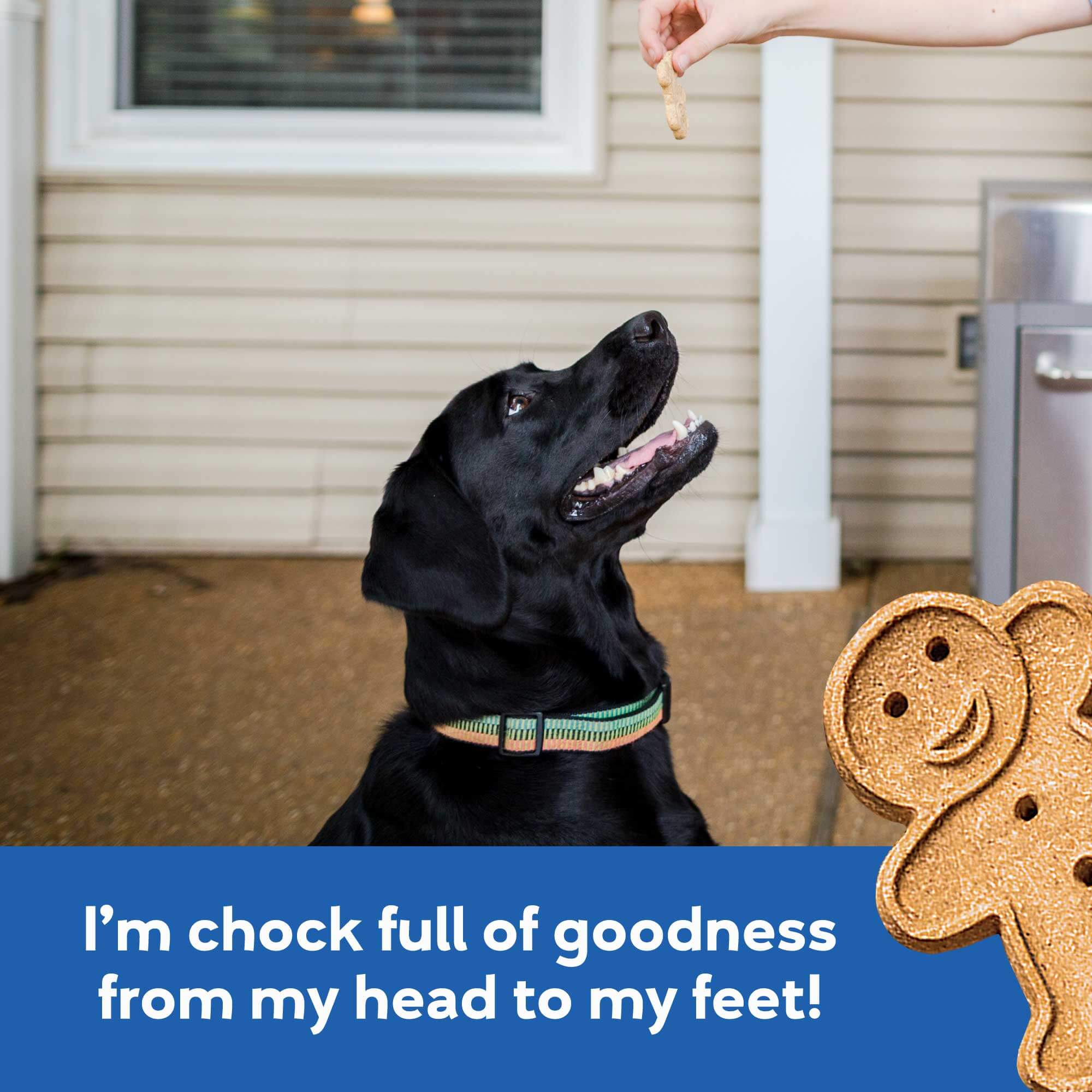 Buddy Biscuits Oven-Baked Crunchy Dog Treats - Bacon & Cheese