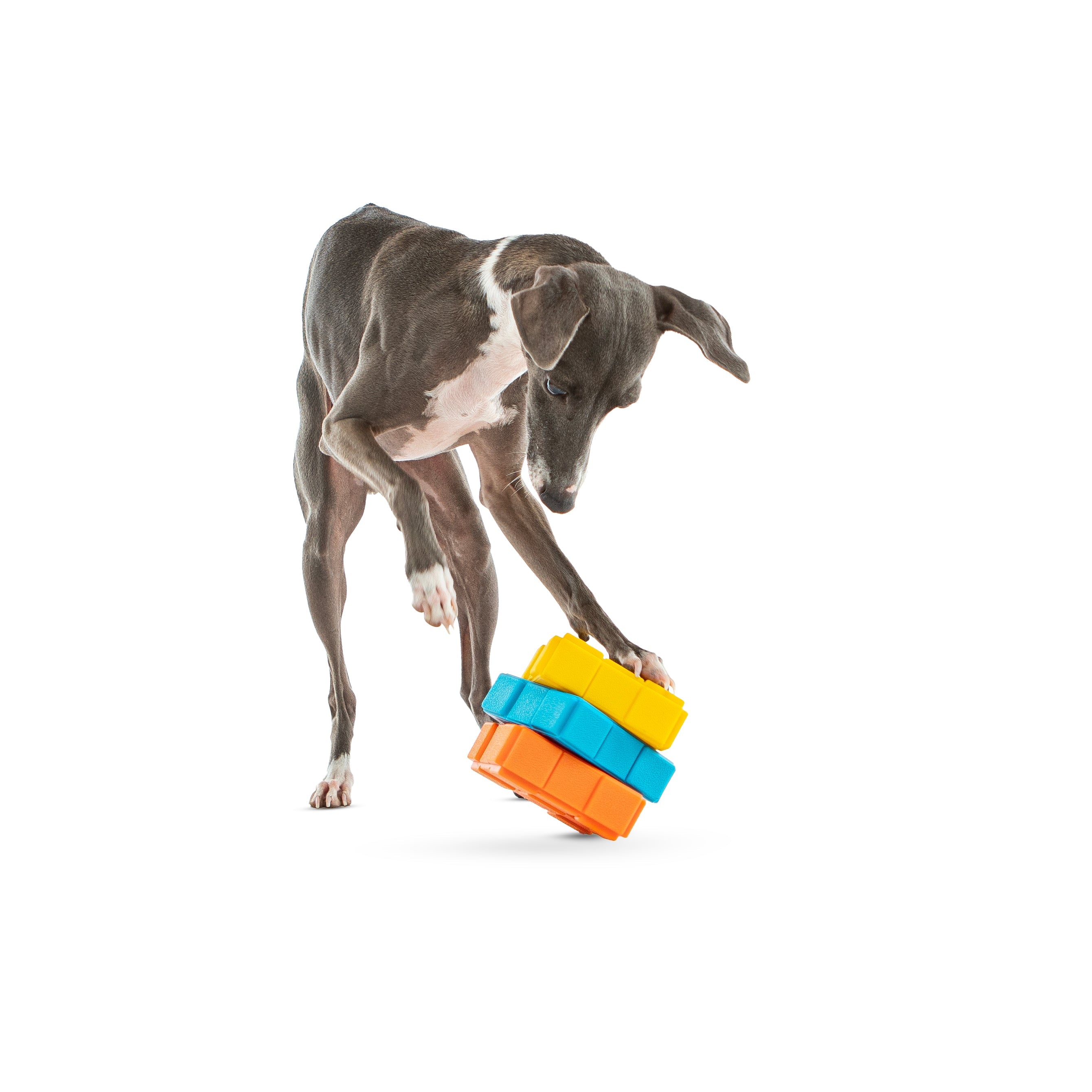 Guru - Dog-X-Cube