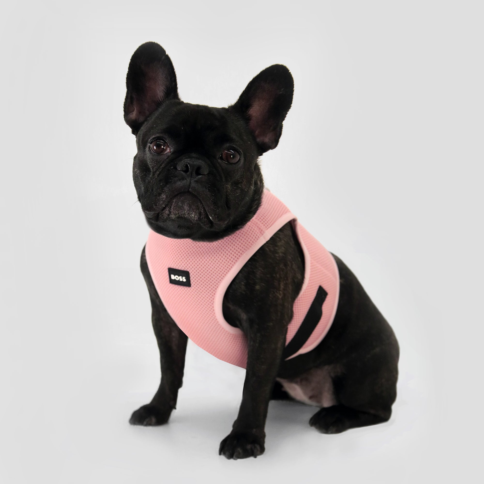 BOSS Dog Core Walk Harness