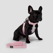 BOSS Dog Core Walk Leash