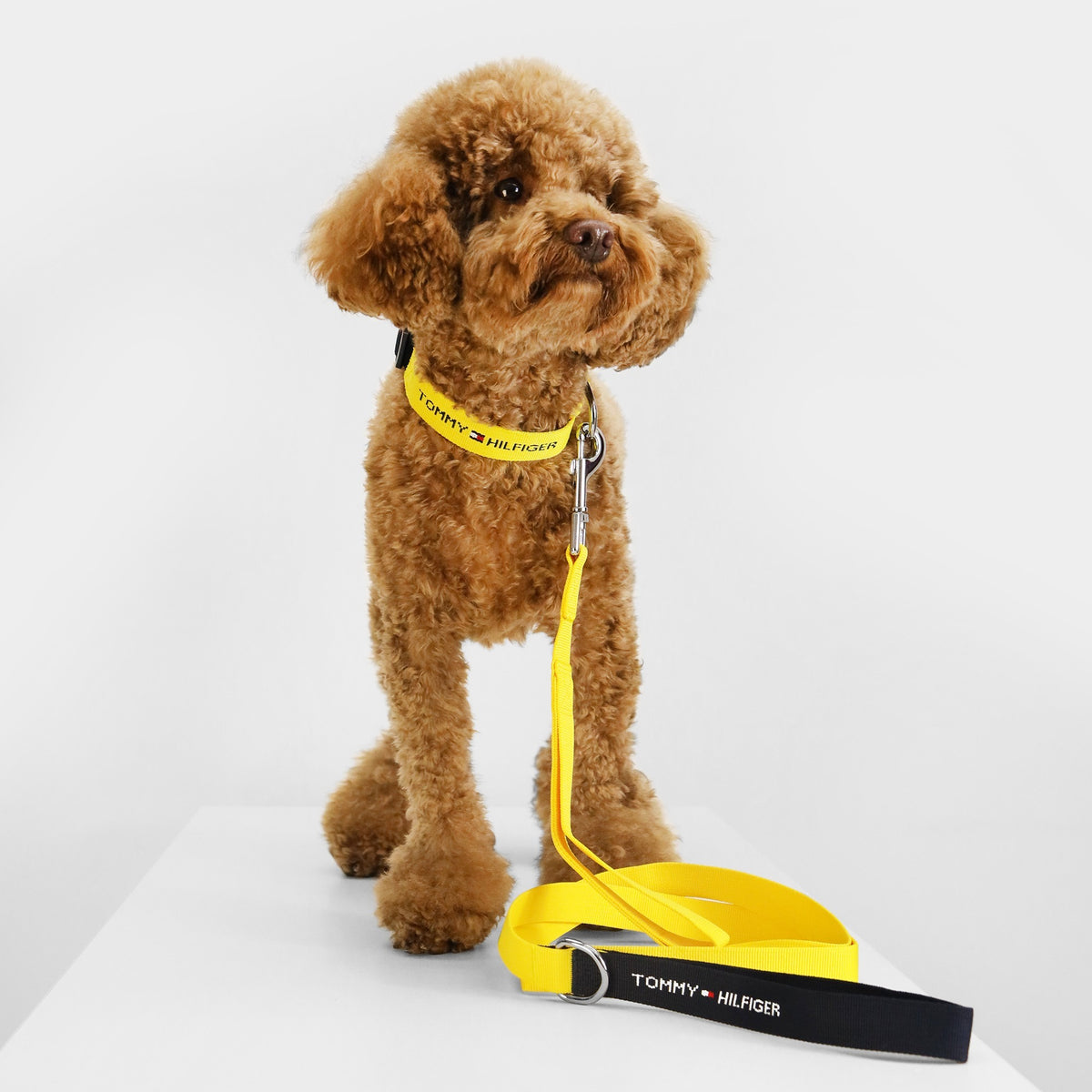Tommy Hilfiger Webbing Leash