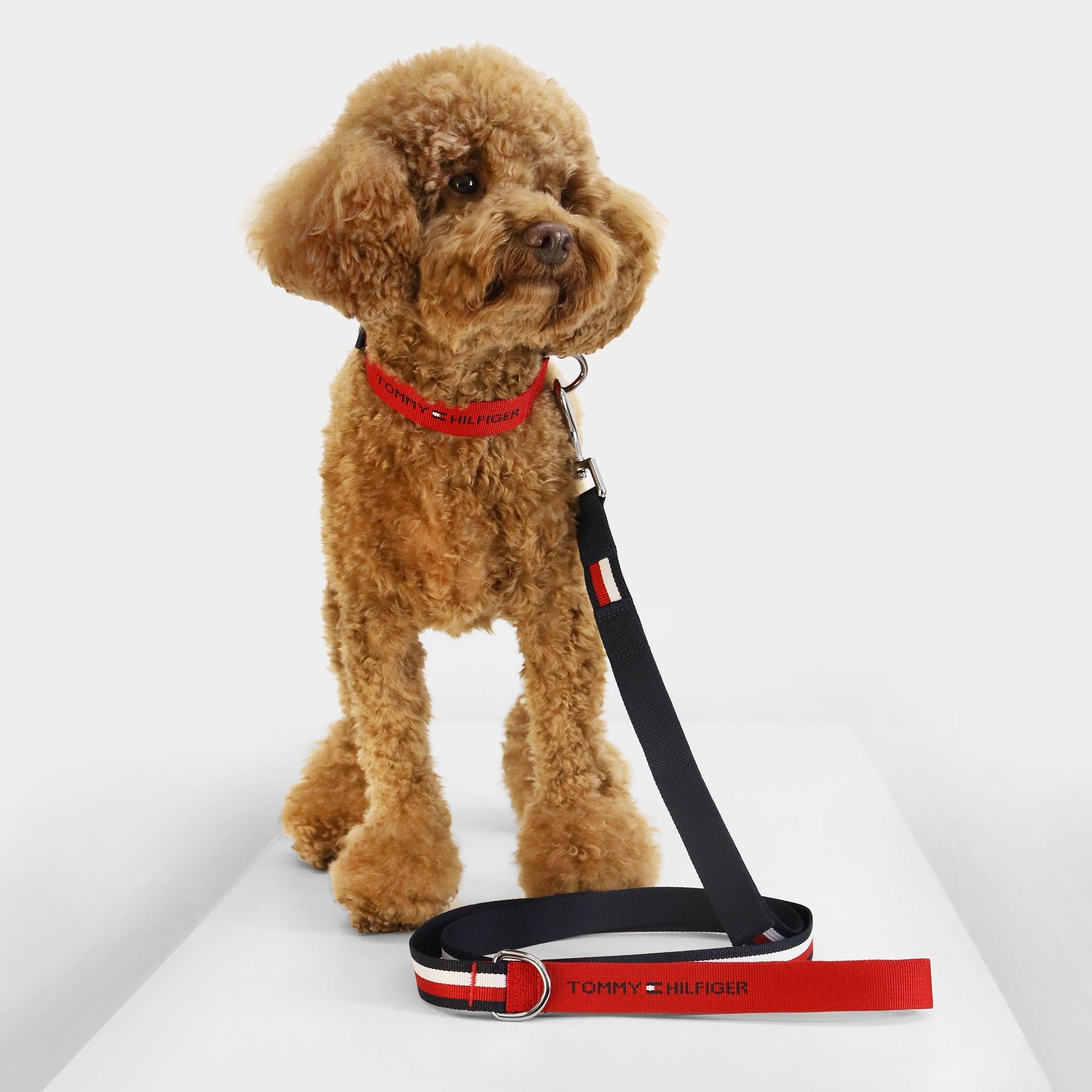 Tommy Hilfiger Webbing Leash