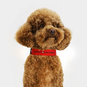 Tommy Hilfiger Webbing Collar
