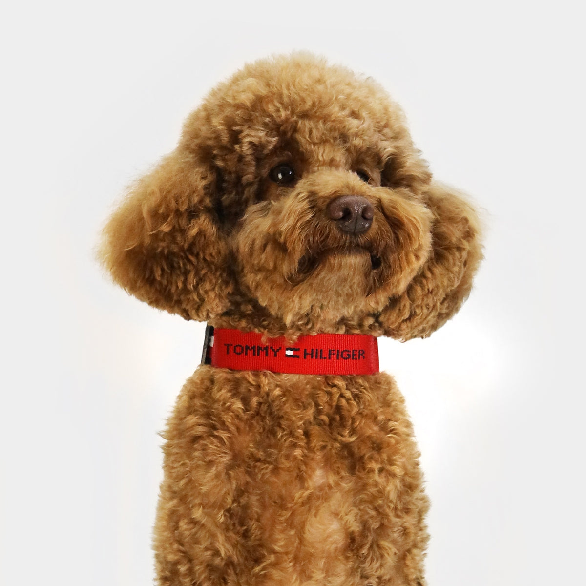 Tommy Hilfiger Webbing Collar