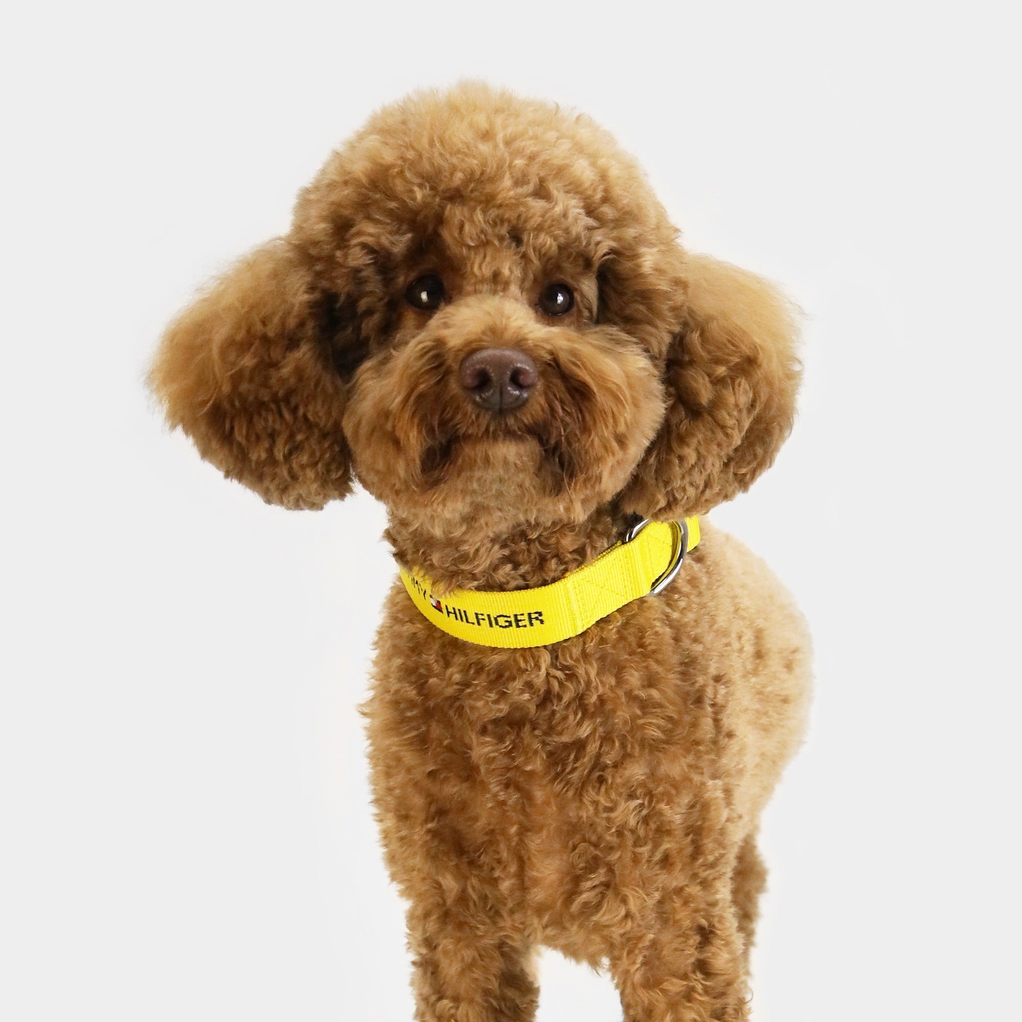 Tommy Hilfiger Webbing Collar