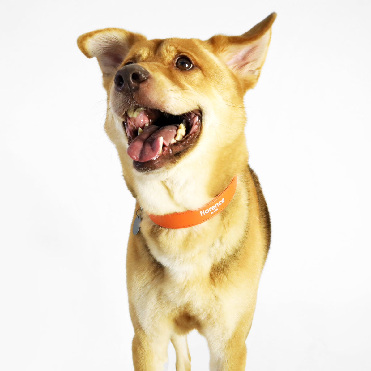 florence by mills Dog Appleskin Collar with Letter Tag