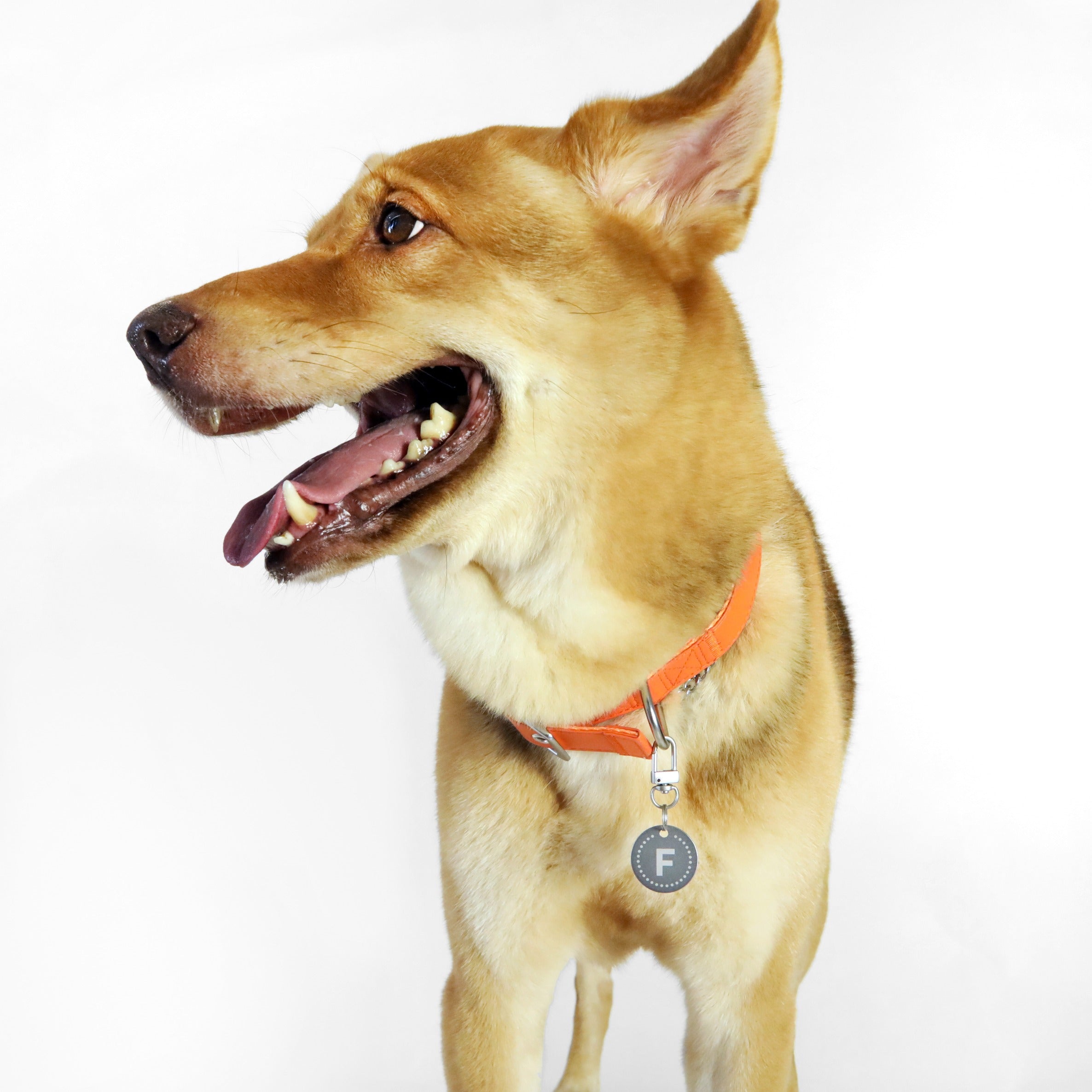 florence by mills Dog Appleskin Collar with Letter Tag