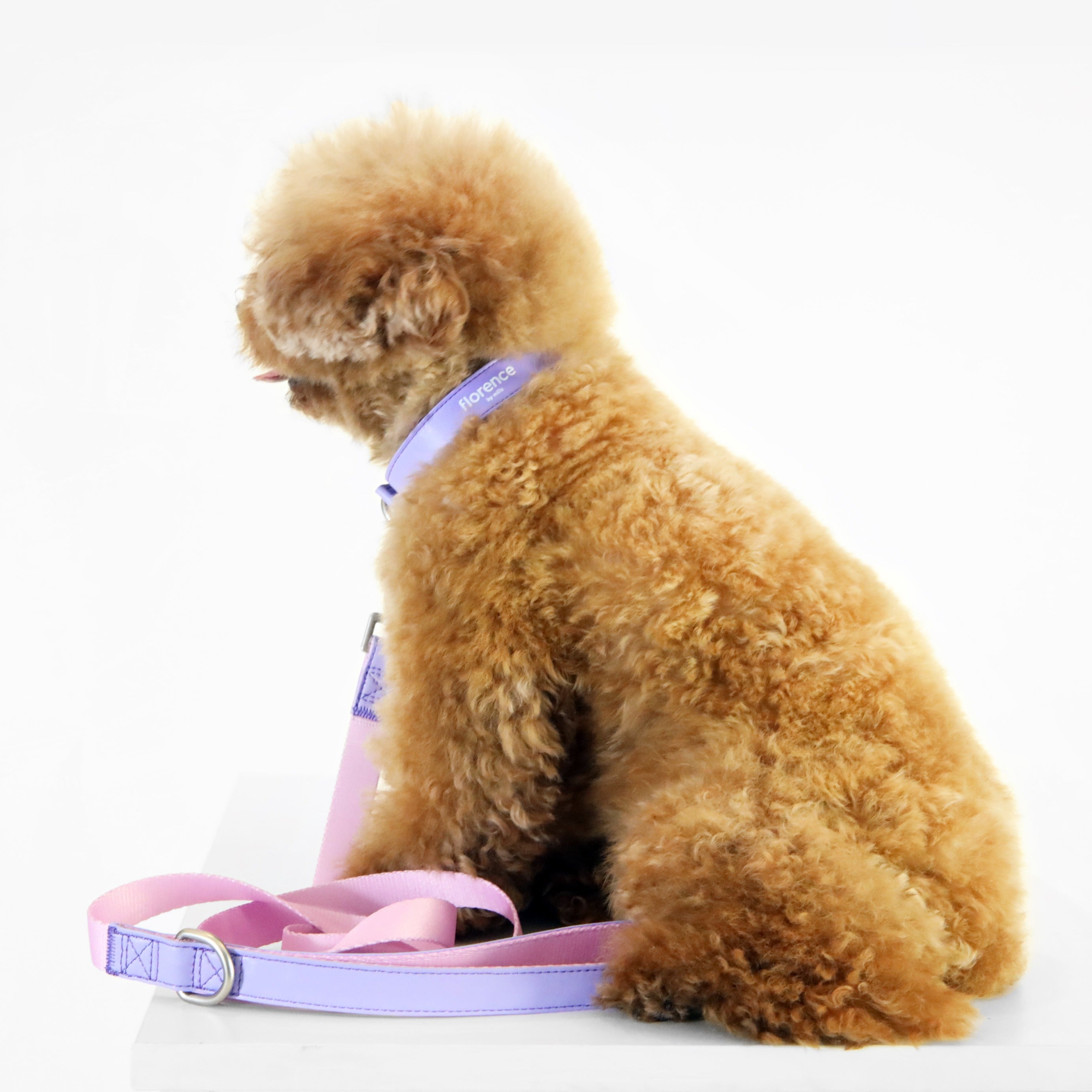 florence by mills Dog Appleskin Collar with Letter Tag