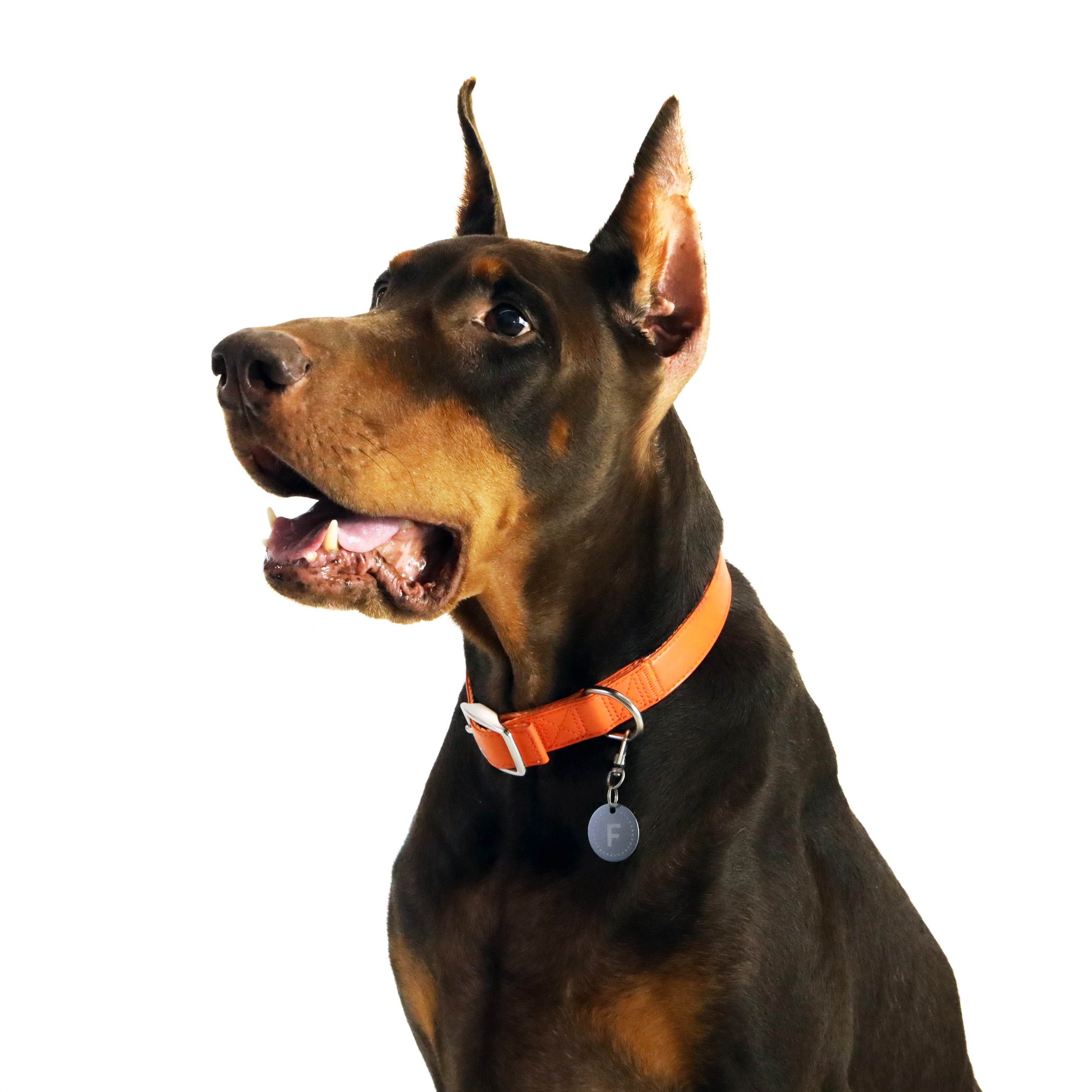 florence by mills Dog Appleskin Collar with Letter Tag