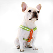 florence by mills Appleskin Leather Dog Harness