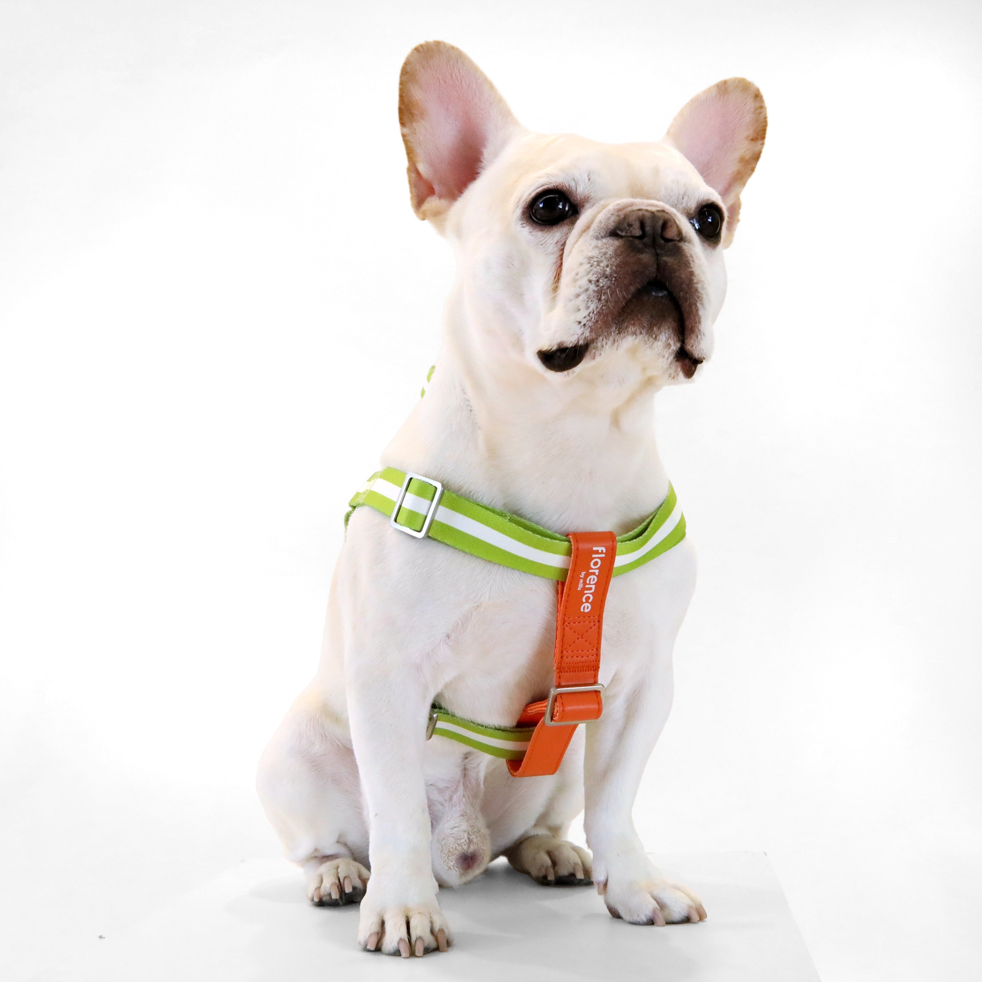 florence by mills Appleskin Leather Dog Harness