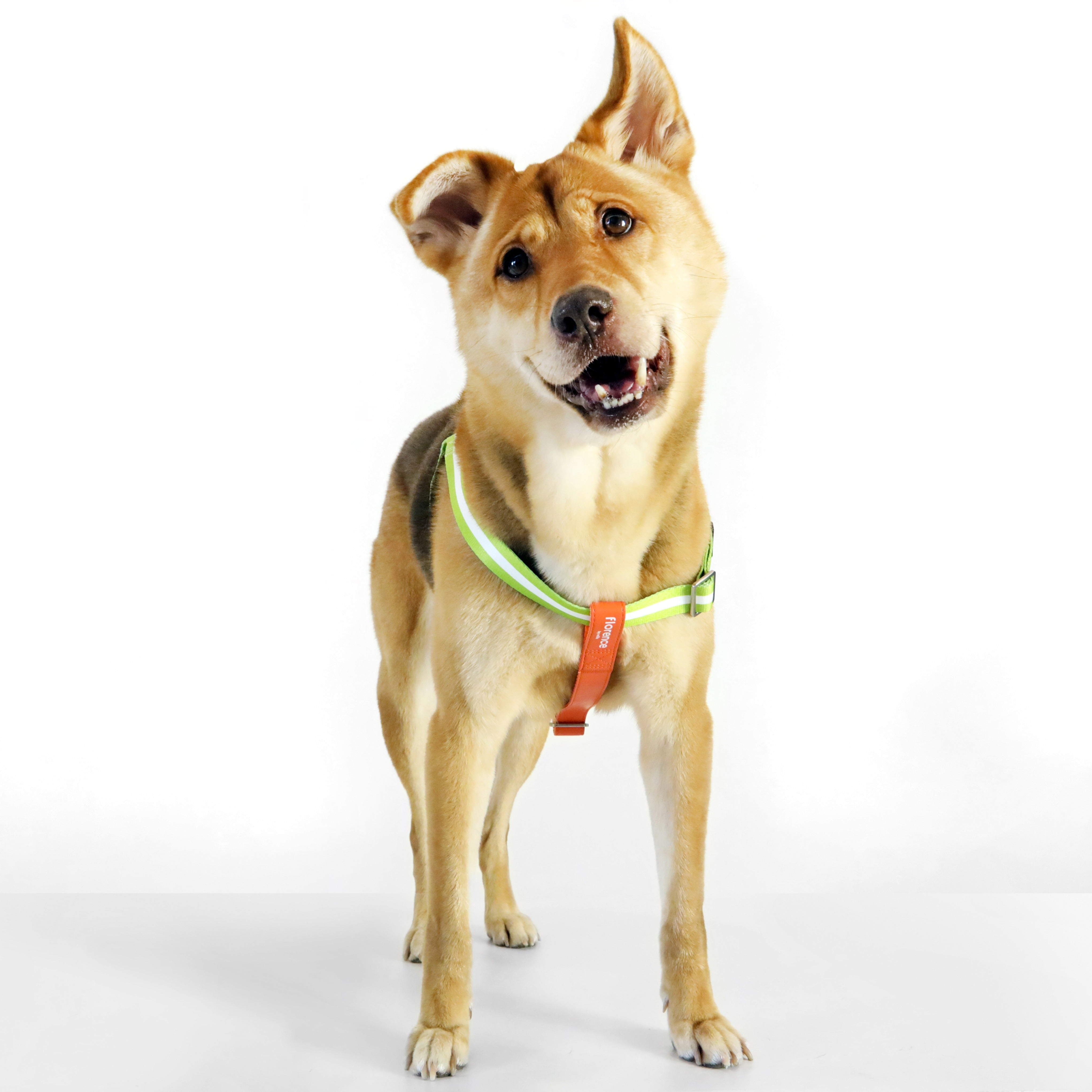 florence by mills Appleskin Leather Dog Harness