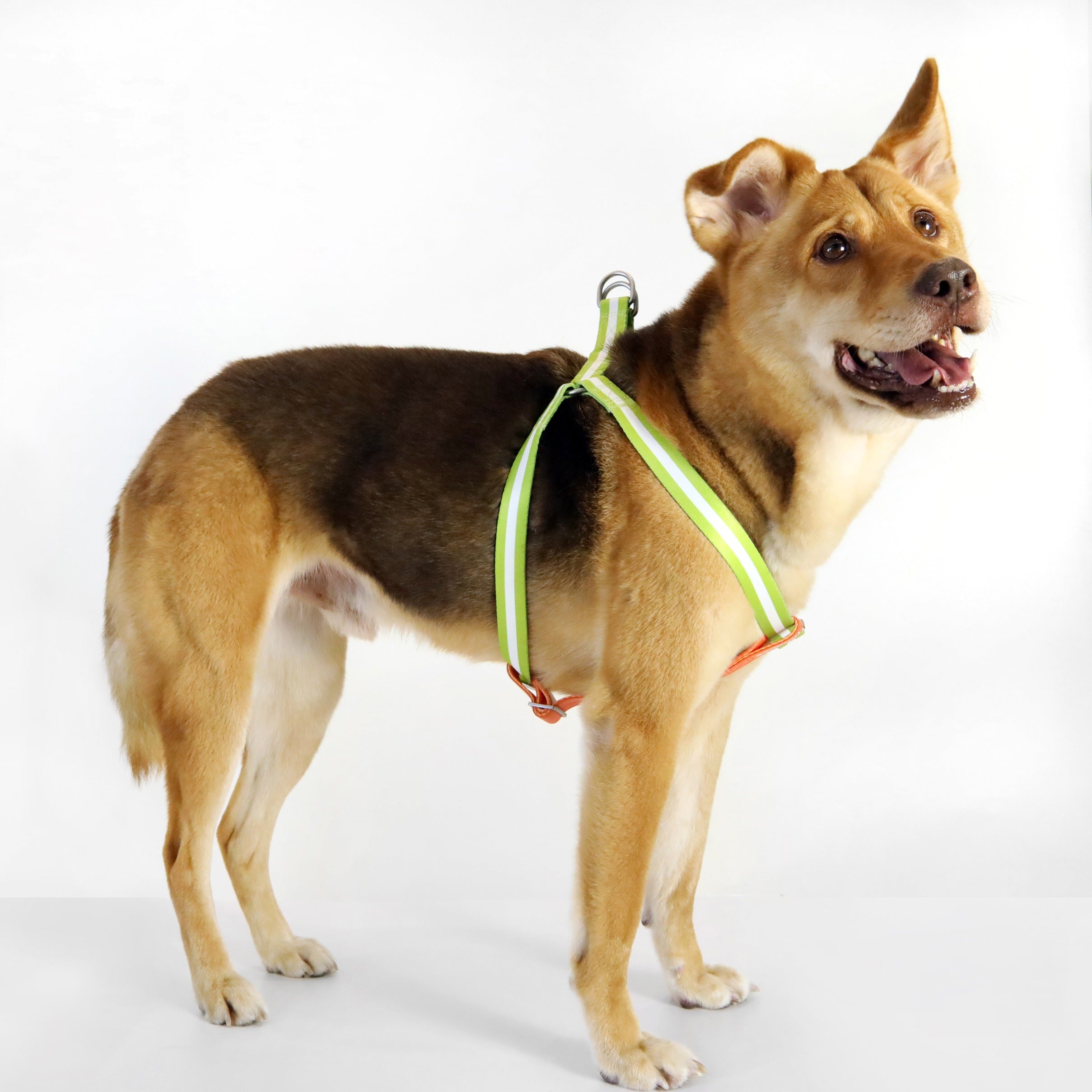 florence by mills Appleskin Leather Dog Harness