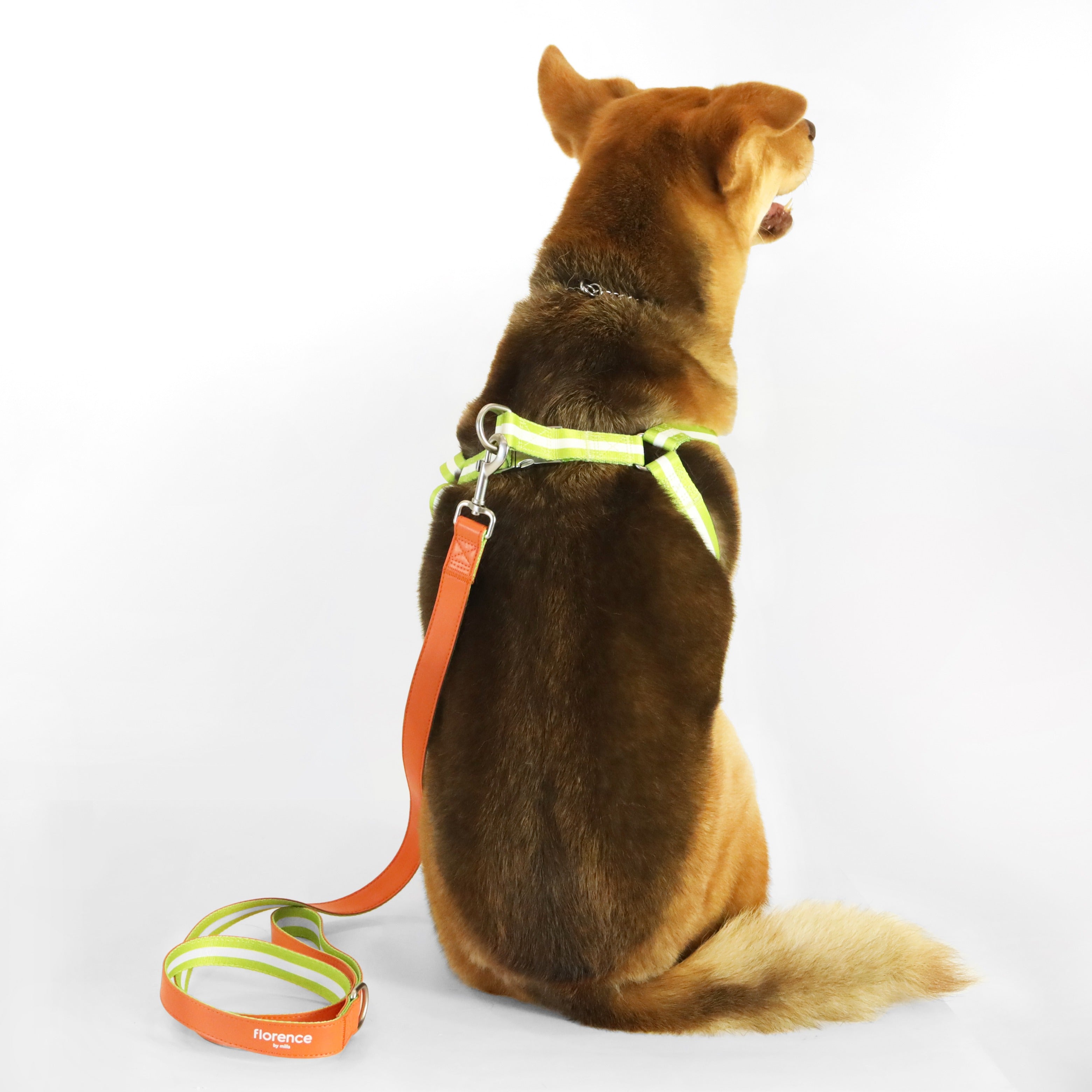 florence by mills Appleskin Leather Dog Harness