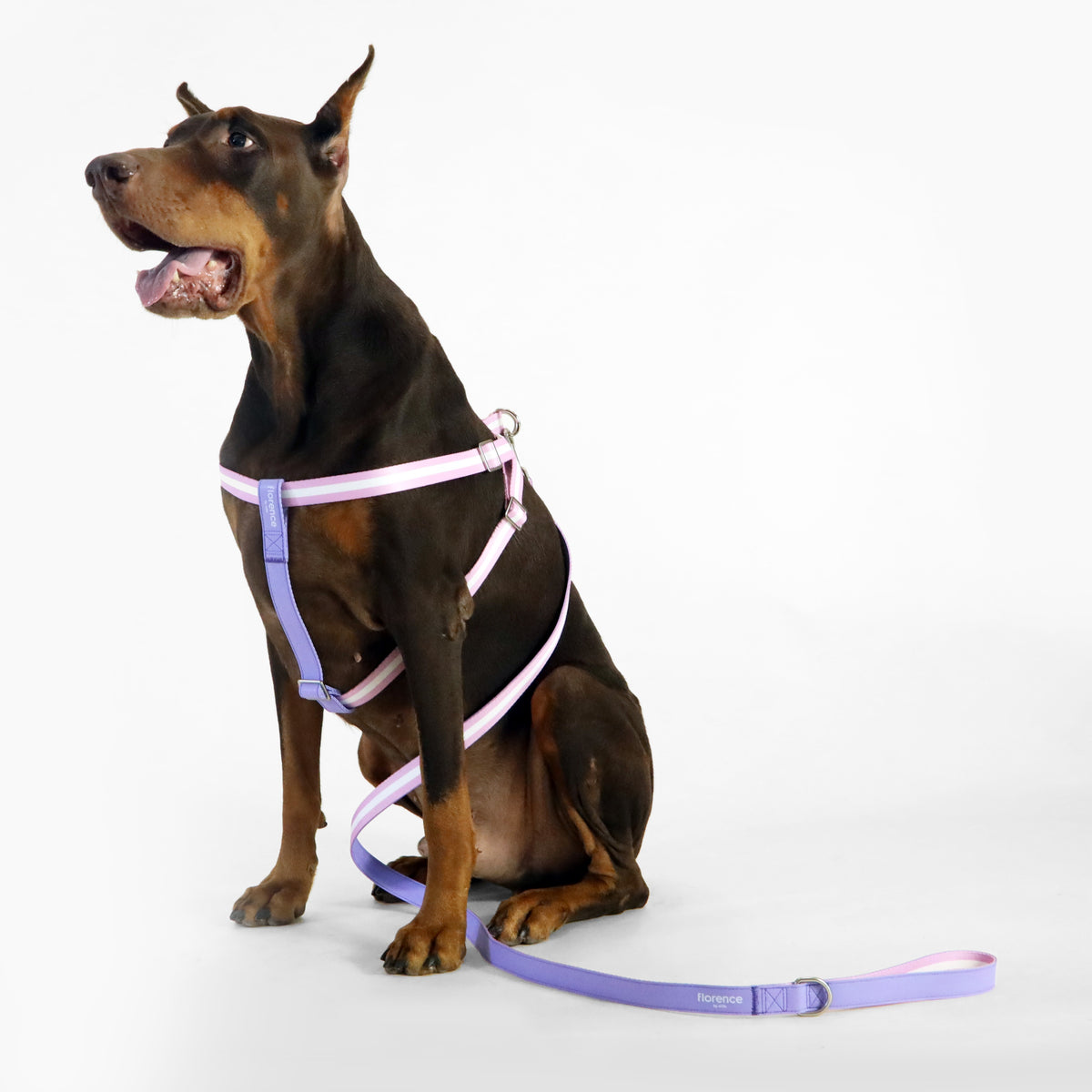 florence by mills Appleskin Leather Dog Harness
