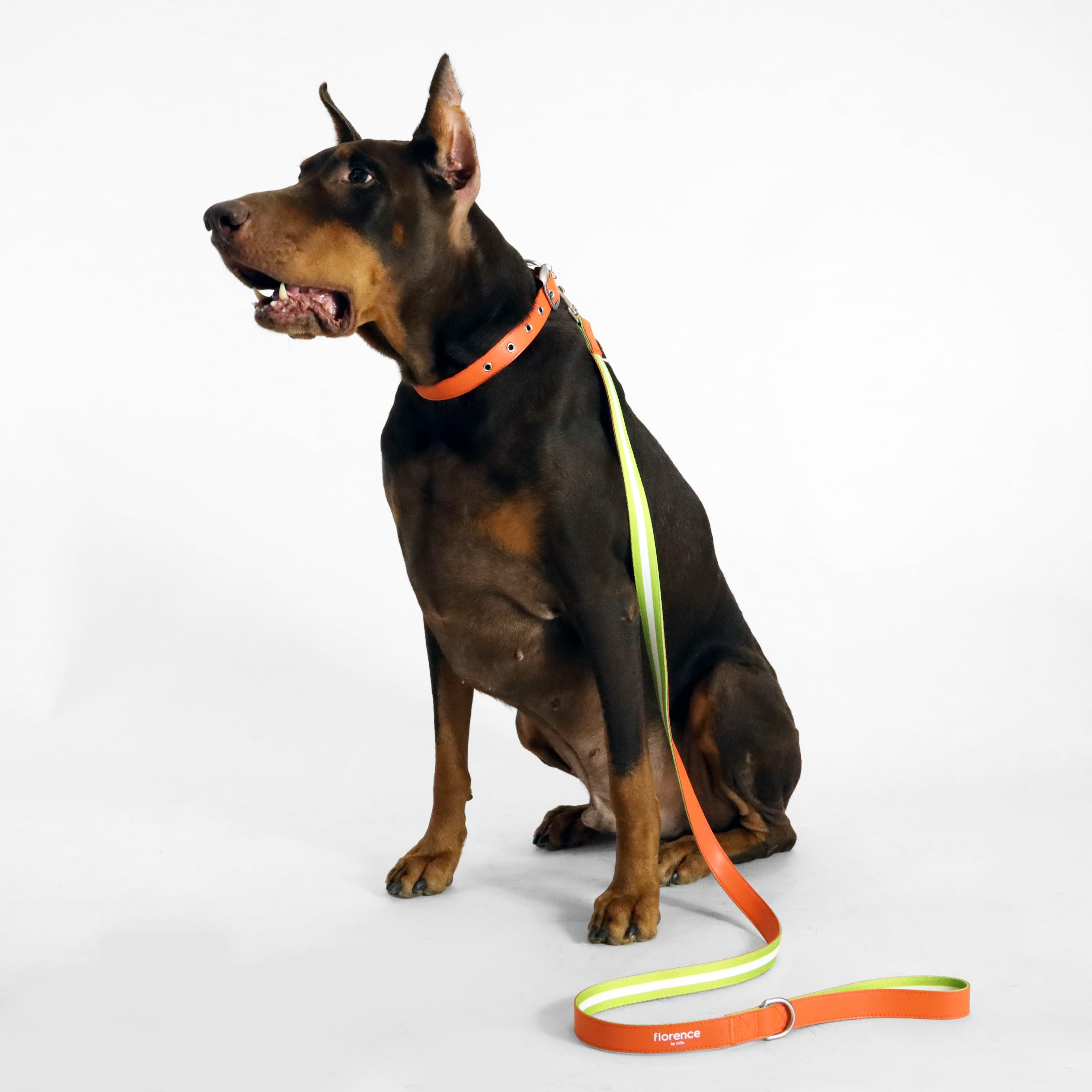 florence by mills Appleskin Leather Dog Leash