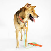 florence by mills Dog Leash