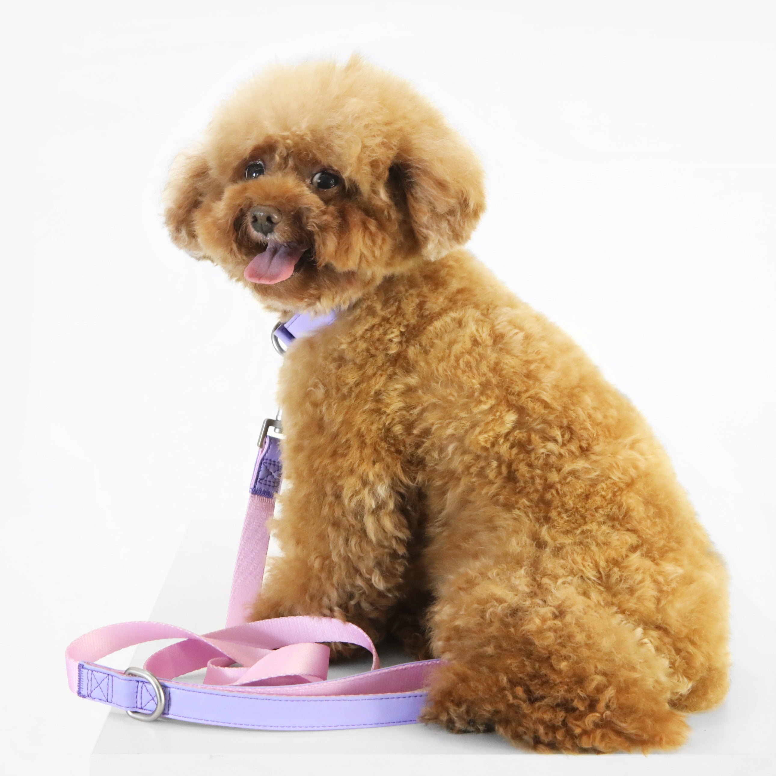 florence by mills Dog Leash