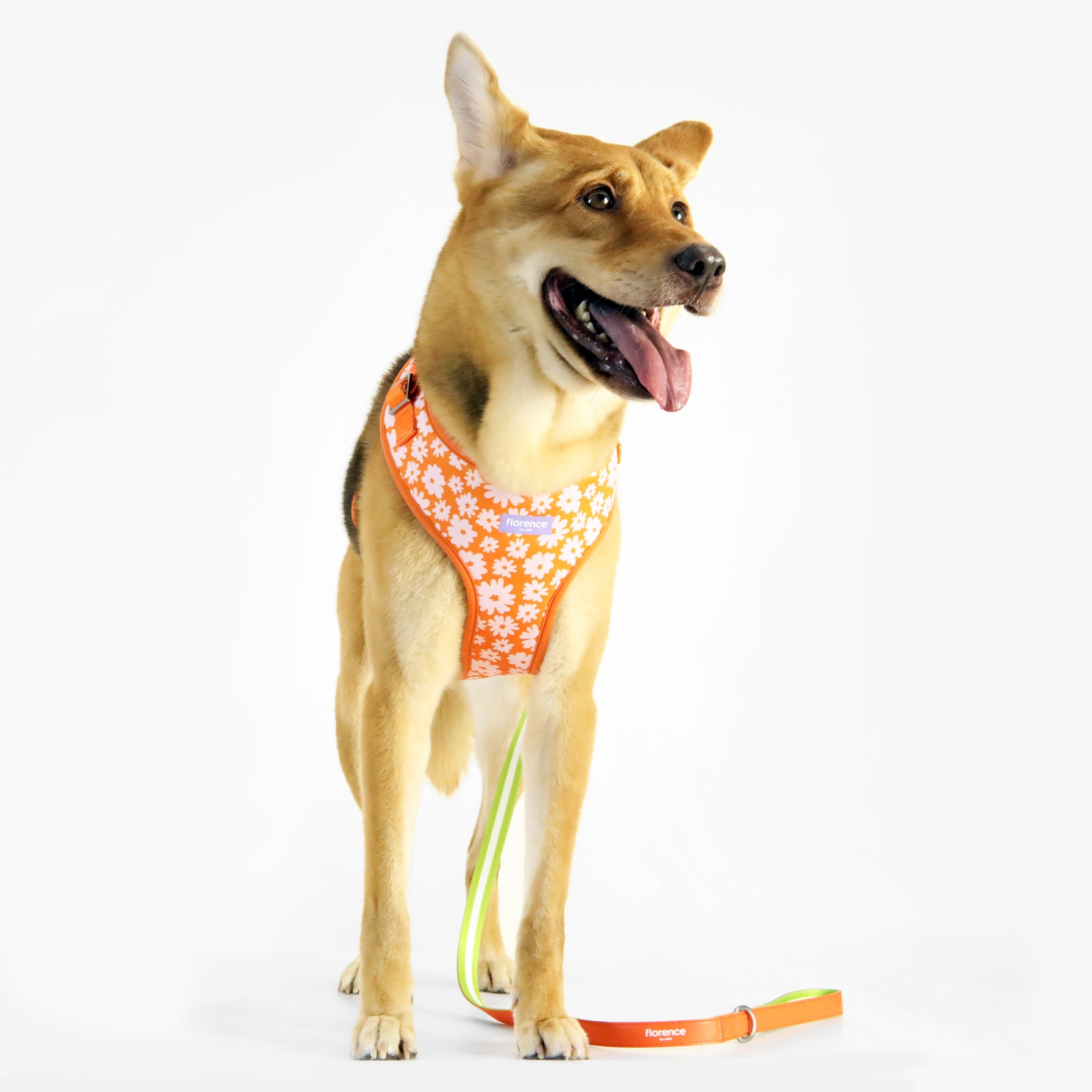 florence by mills Print Harness for Dogs